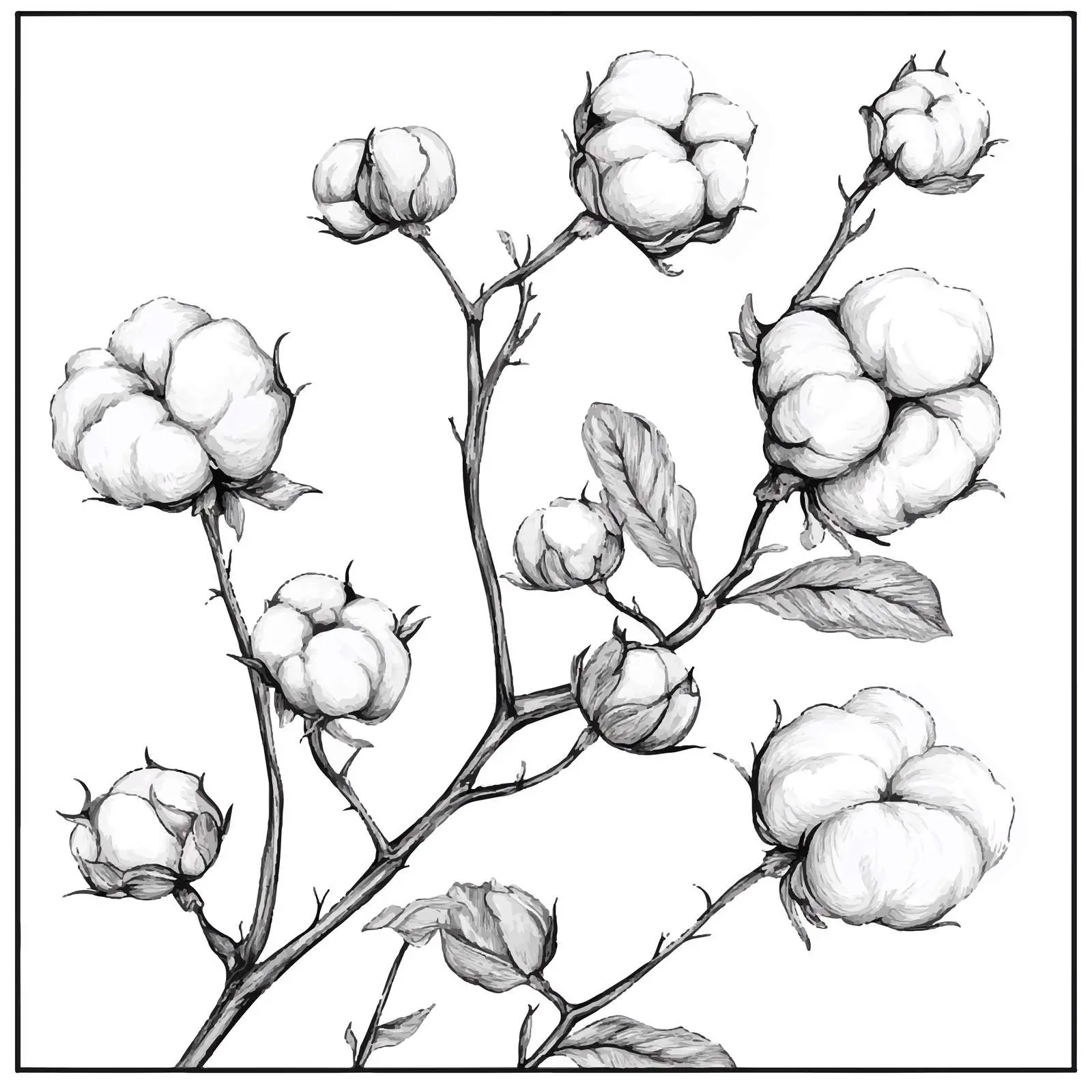 Hand-Drawn Cotton Buds and Stems Sketch Set — free download from Dotvec