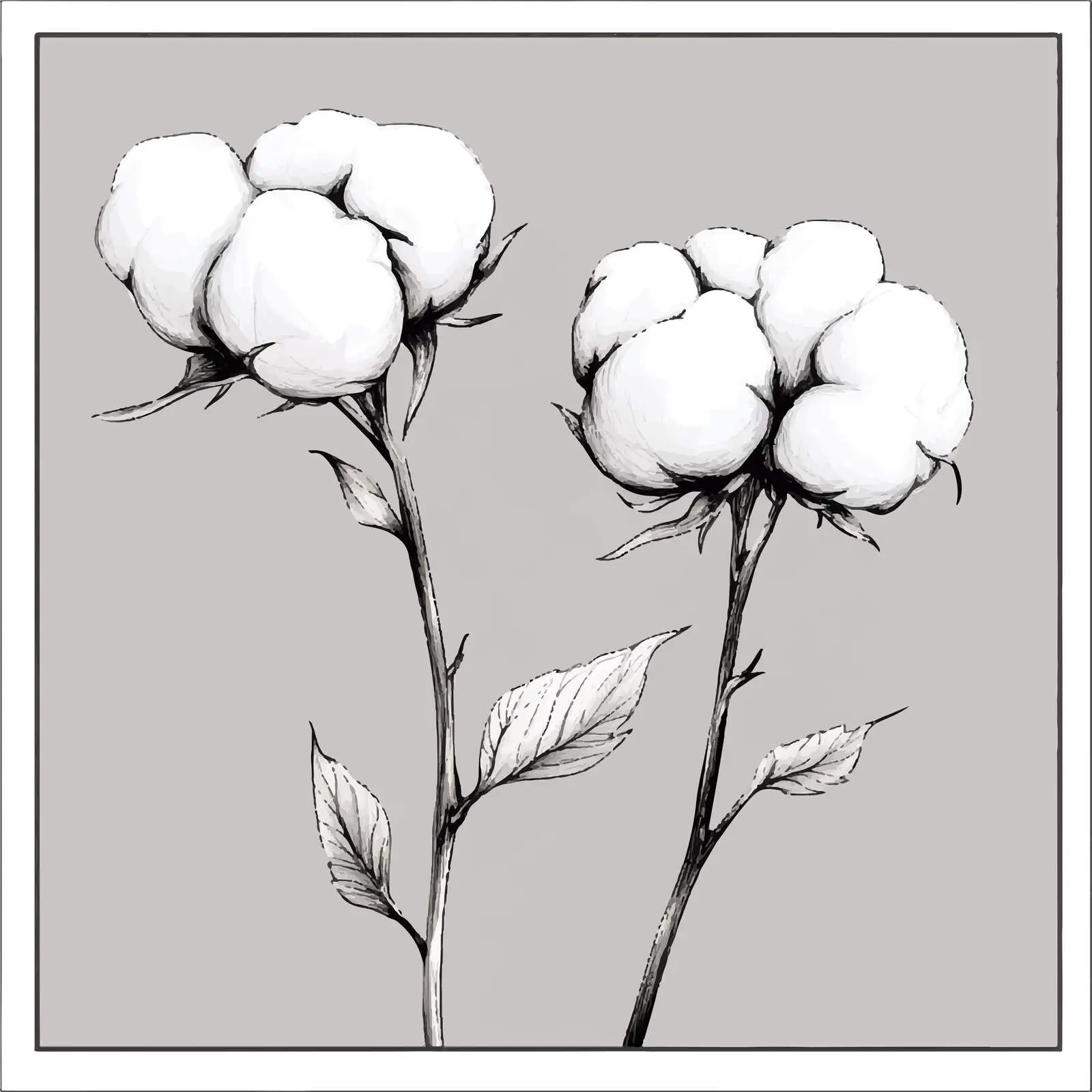 Hand-Drawn Cotton Plant Sketches — free download from Dotvec