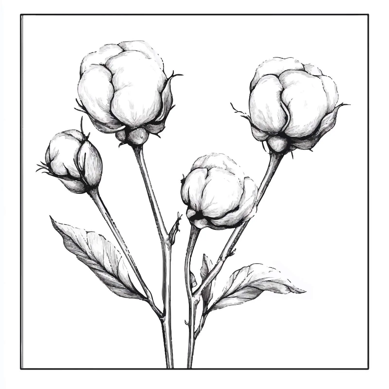 Hand-Drawn Cotton Plant Sketches Set — free download from Dotvec