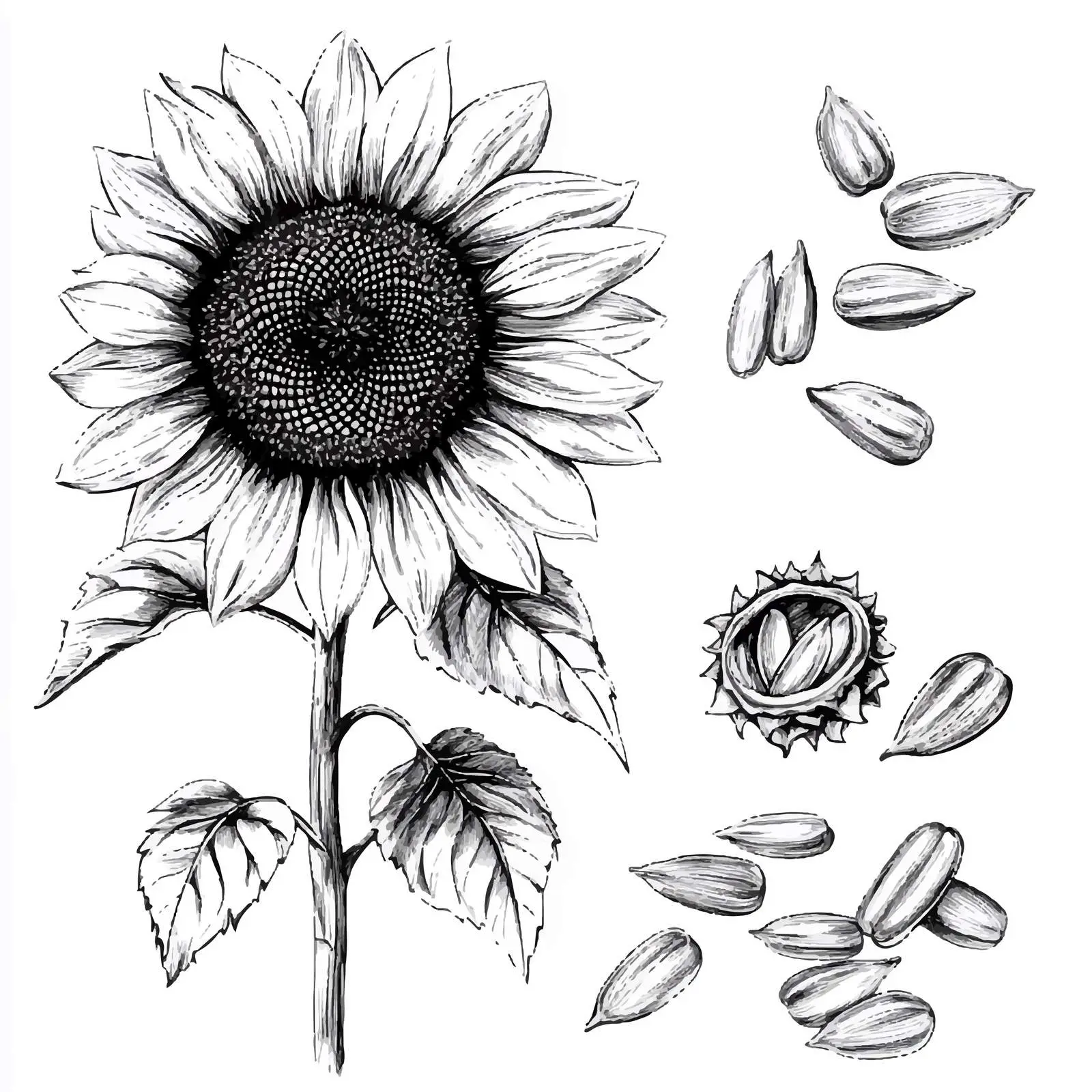 Hand Drawn Sunflower and Seeds Illustration — free download from Dotvec