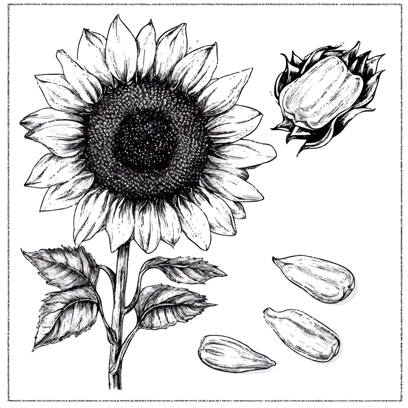 Hand-Drawn Sunflower and Seeds Vector Set — free download from Dotvec