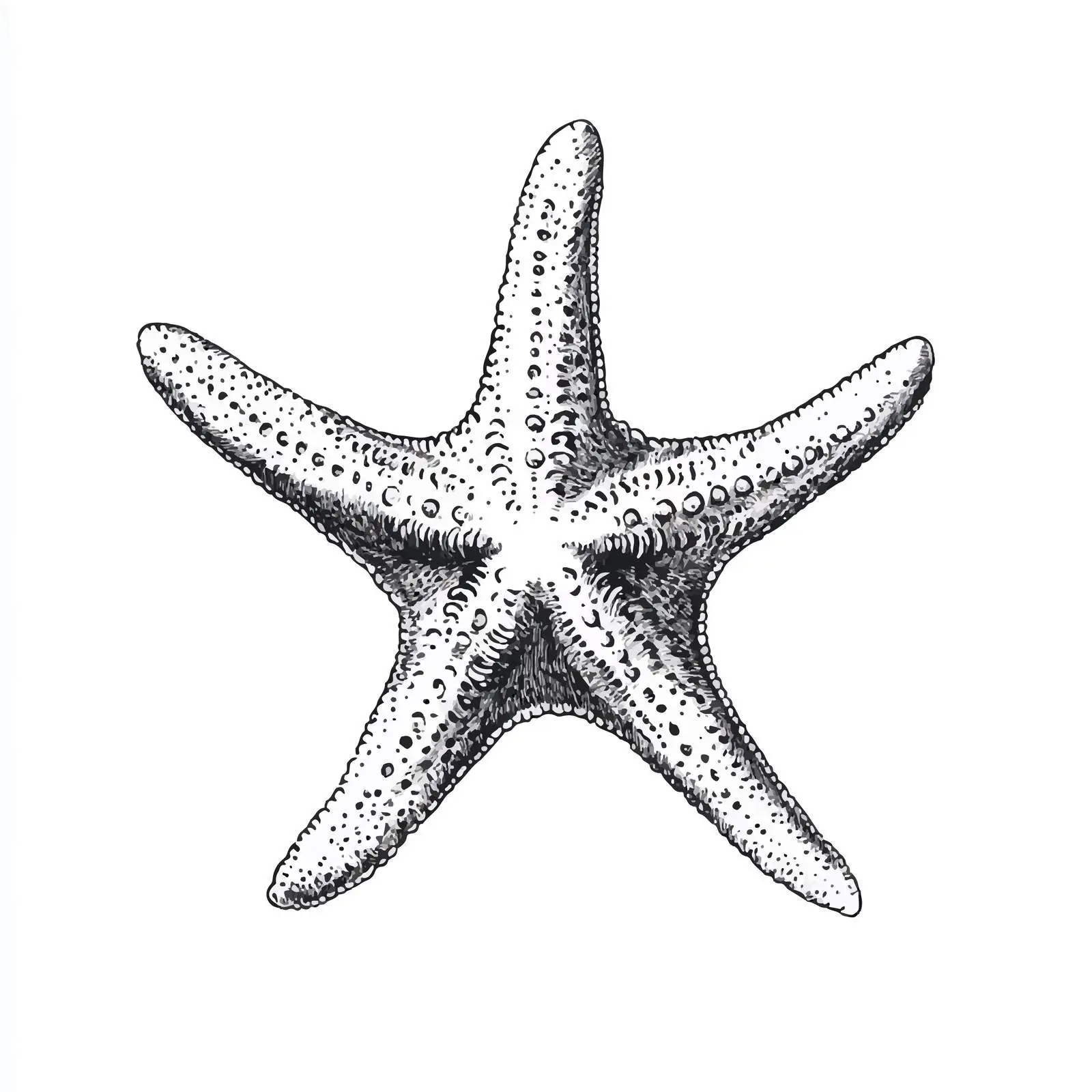 Hand-Drawn Starfish Sketch on White Background — free download from Dotvec