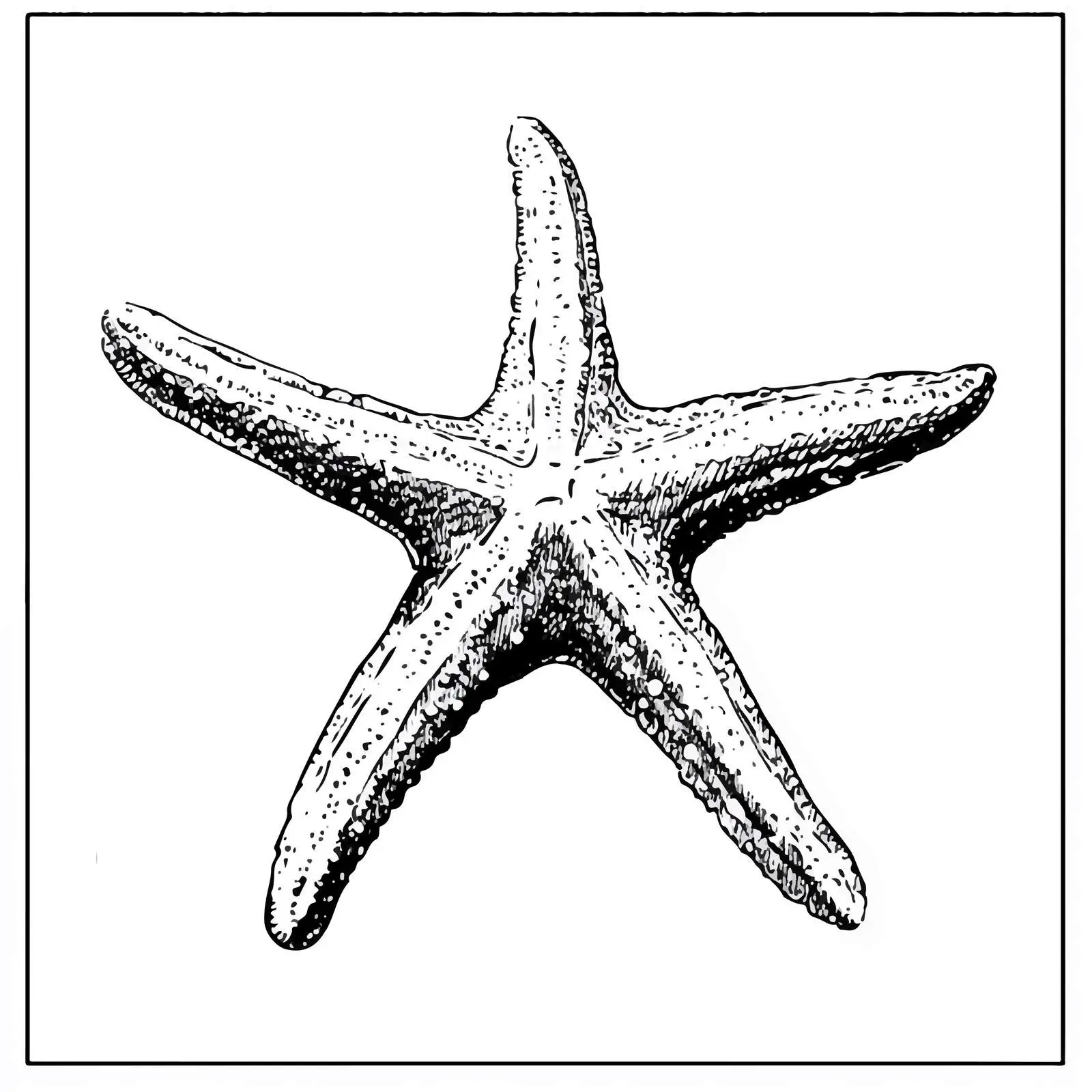 Hand Drawn Starfish Sketch on White Background — free download from Dotvec