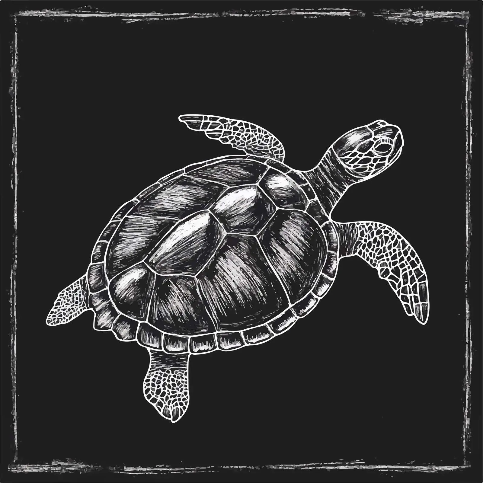 Hand Drawn Turtle Sketch on Chalkboard — free download from Dotvec