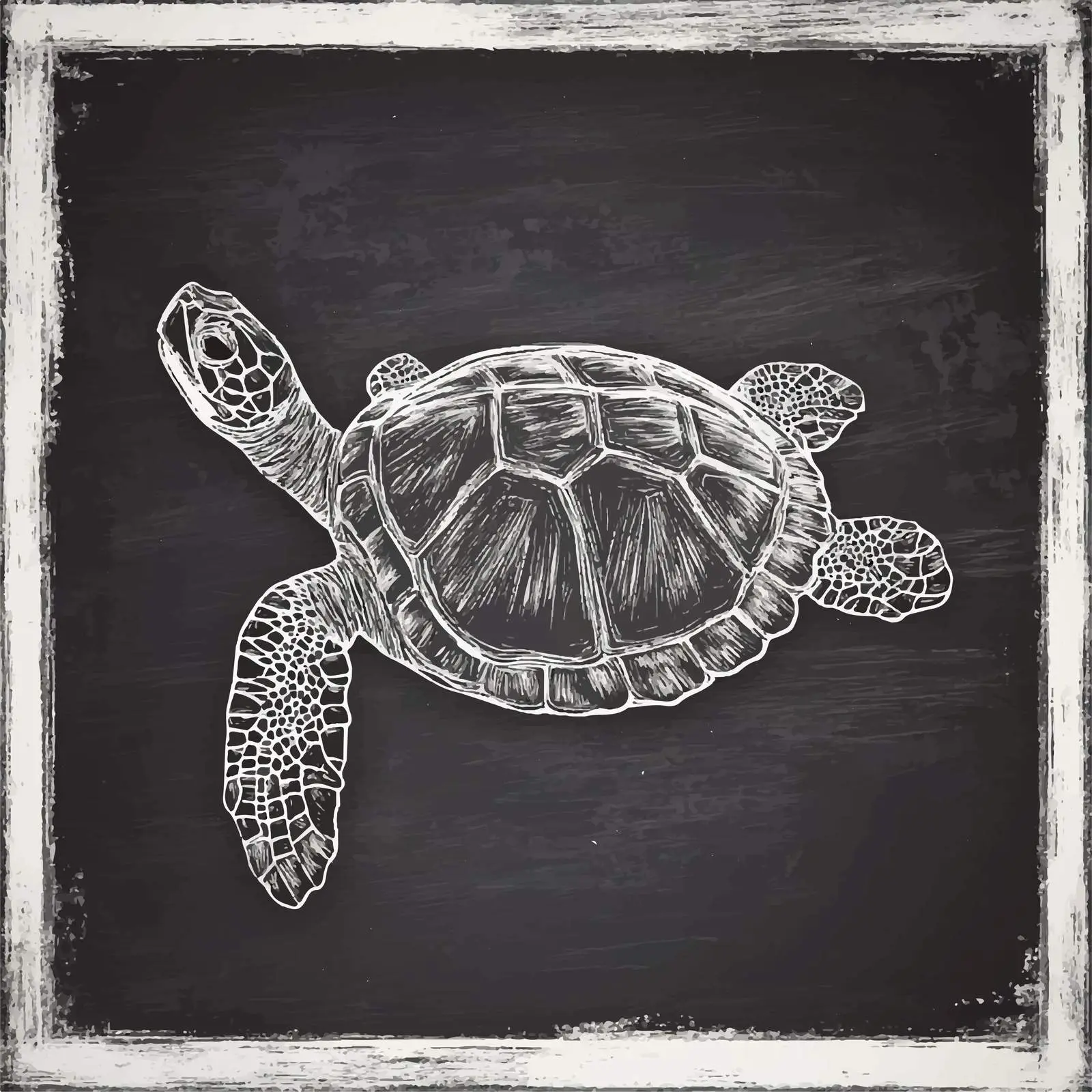 Hand Drawn Turtle Sketch on Chalkboard — free download from Dotvec
