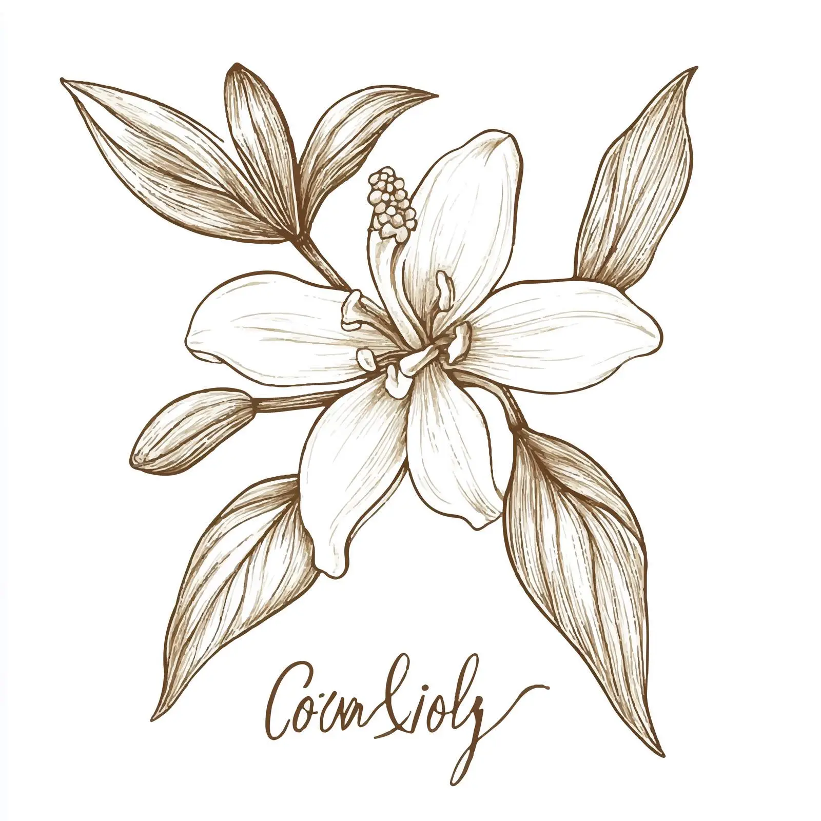 Hand-Drawn Vanilla Herbs and Spices Vector Art — free download from Dotvec