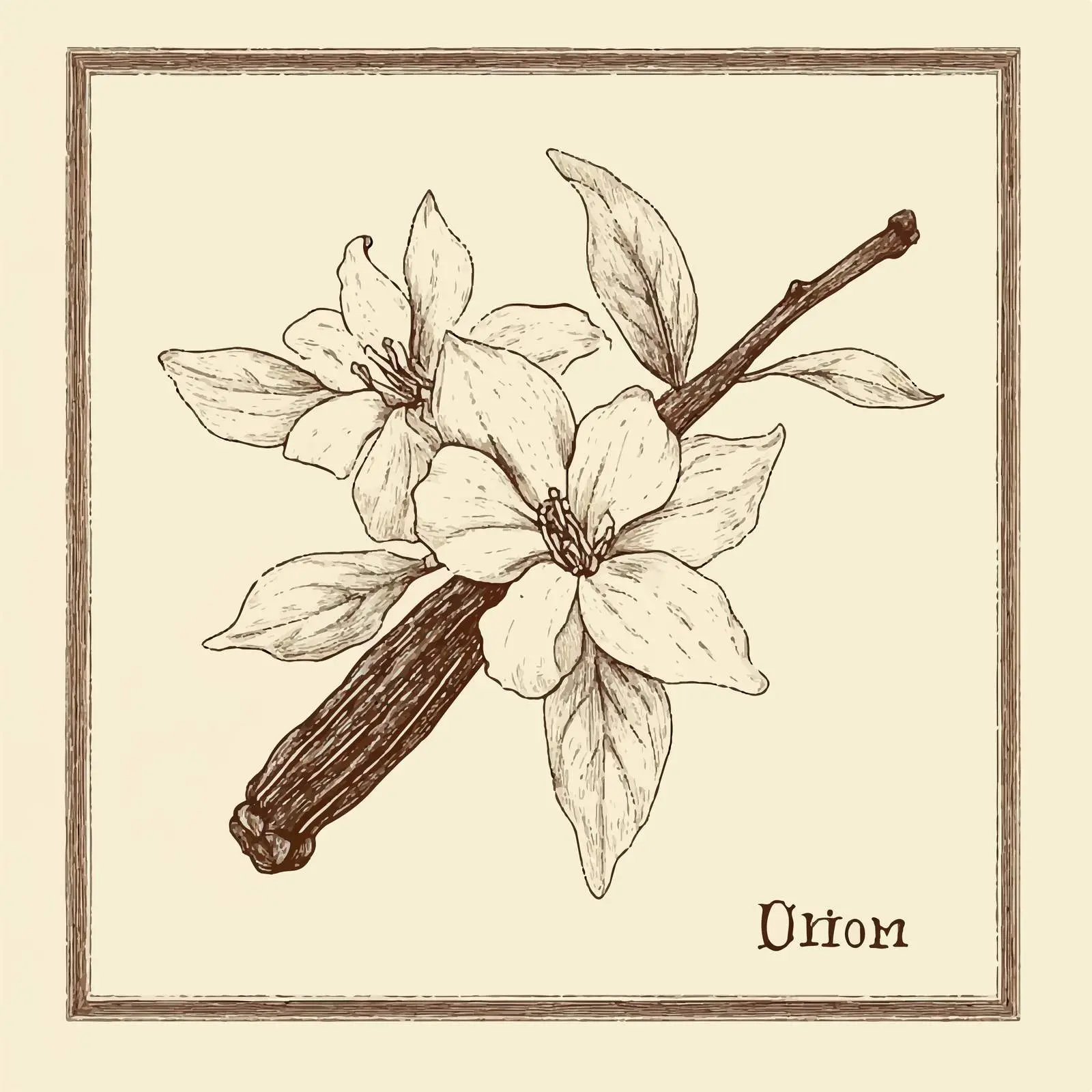 Hand-Drawn Vanilla Illustration on Beige Background — free download from Dotvec