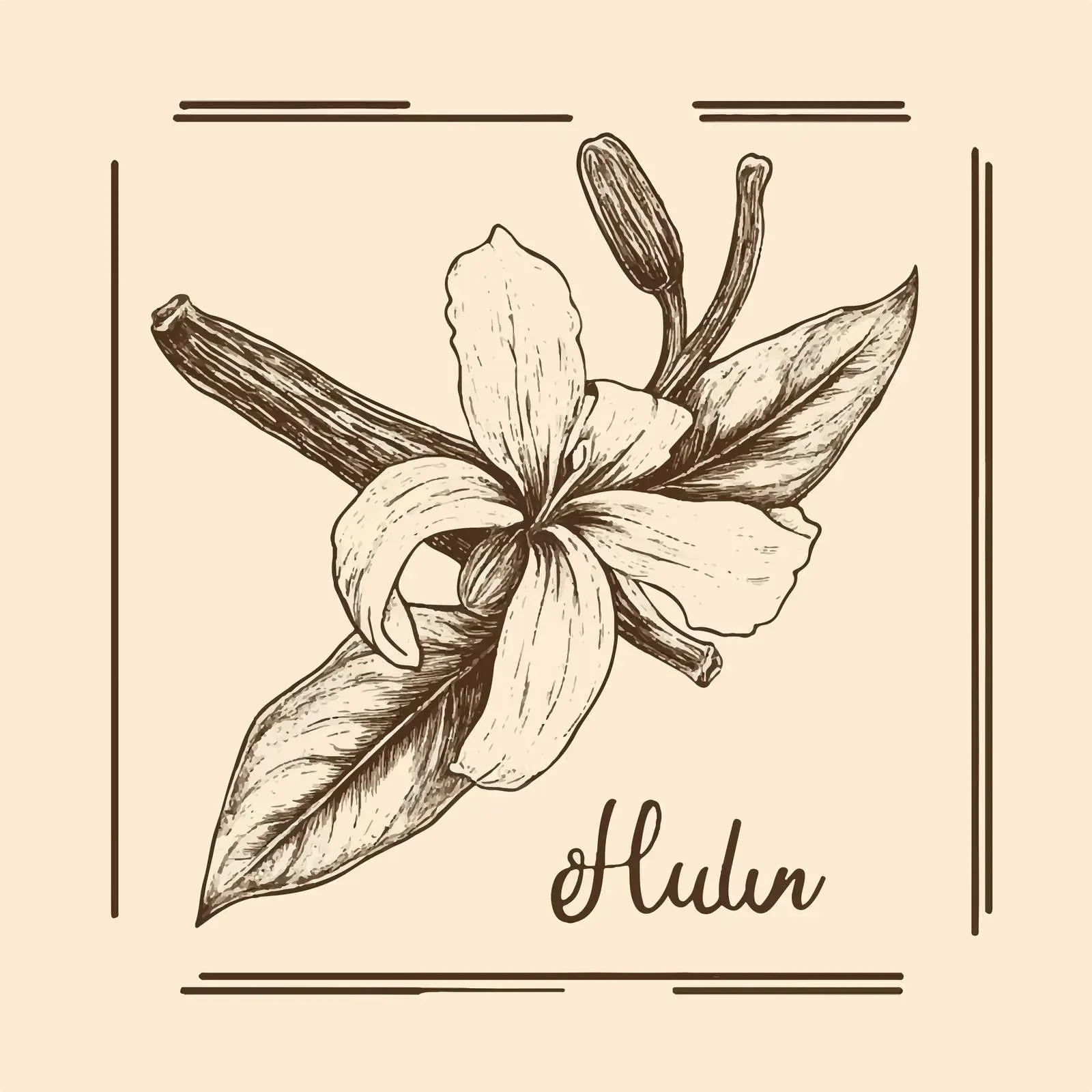 Hand Drawn Vanilla Herb on Beige Background — free download from Dotvec