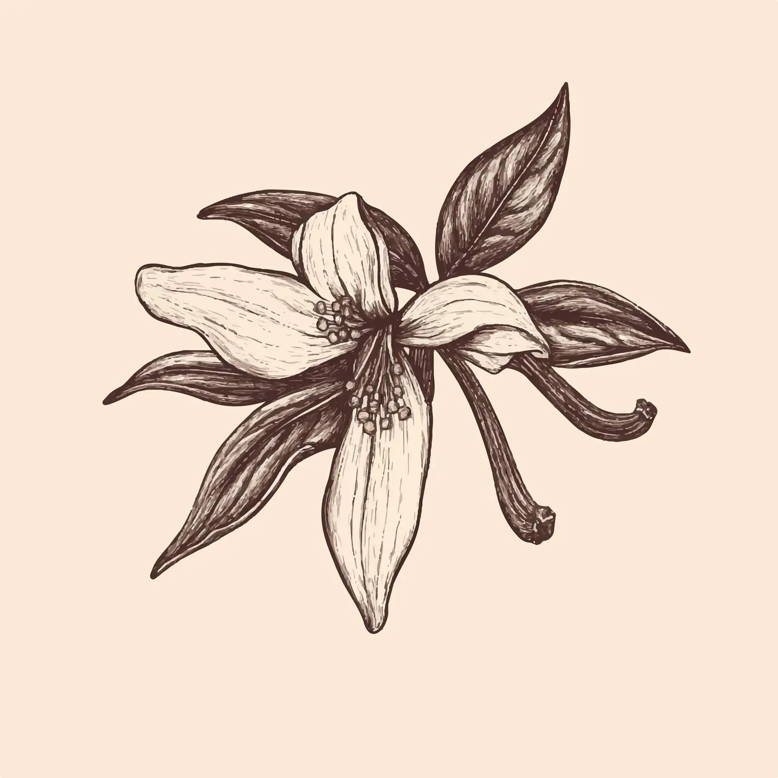 Hand Drawn Vanilla Herb on Beige Background — free download from Dotvec