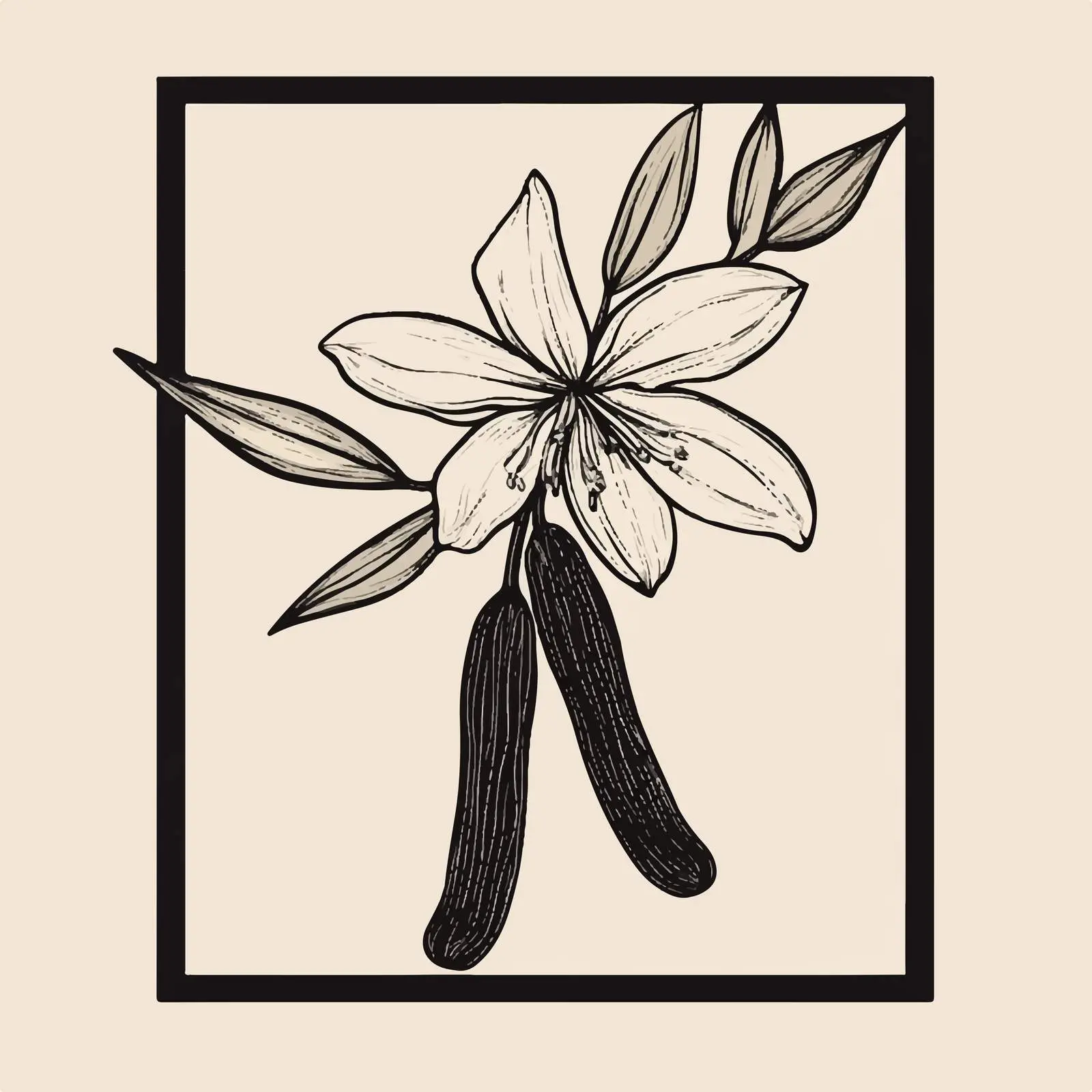 Hand-Drawn Vanilla Herb on Neutral Background — free download from Dotvec