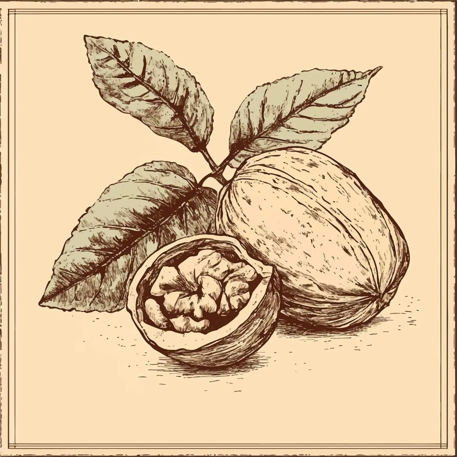 Hand-Drawn Walnut on Beige Background — free download from Dotvec