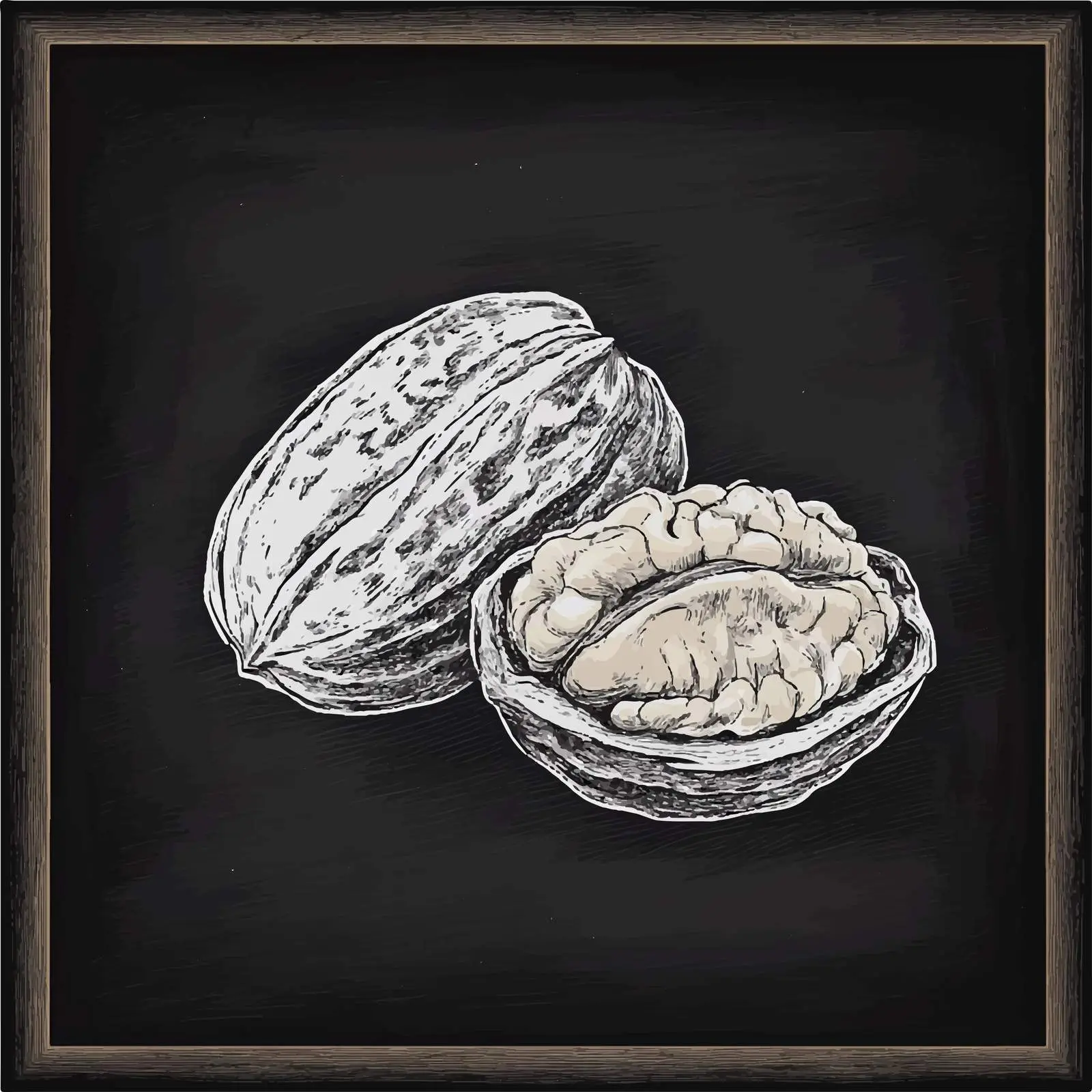 Hand Drawn Walnut Sketch on Chalkboard — free download from Dotvec