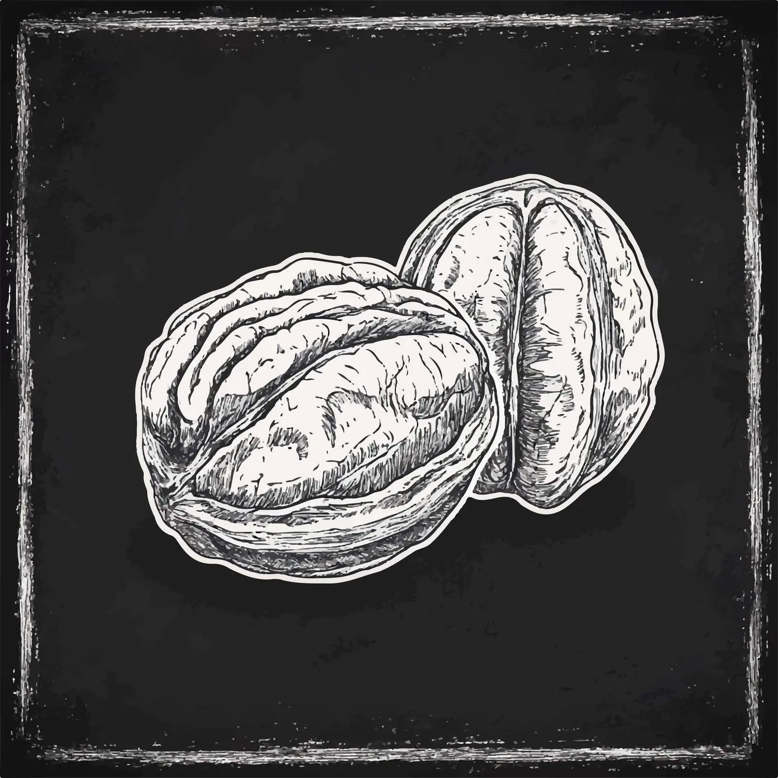 Hand-Drawn Walnut Sketch on Chalkboard — free download from Dotvec