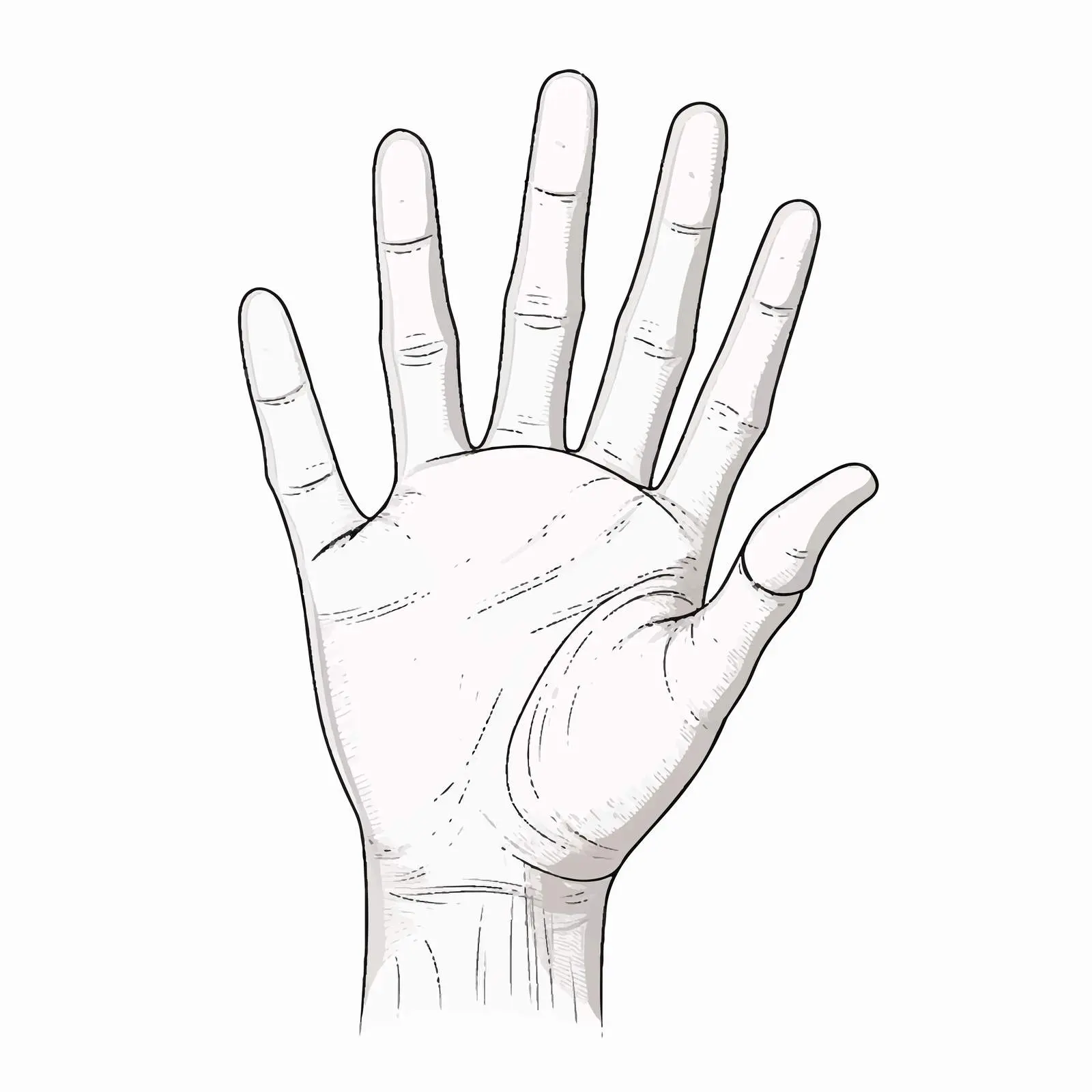 Hand Line Vector Illustration on White Background — free download from Dotvec