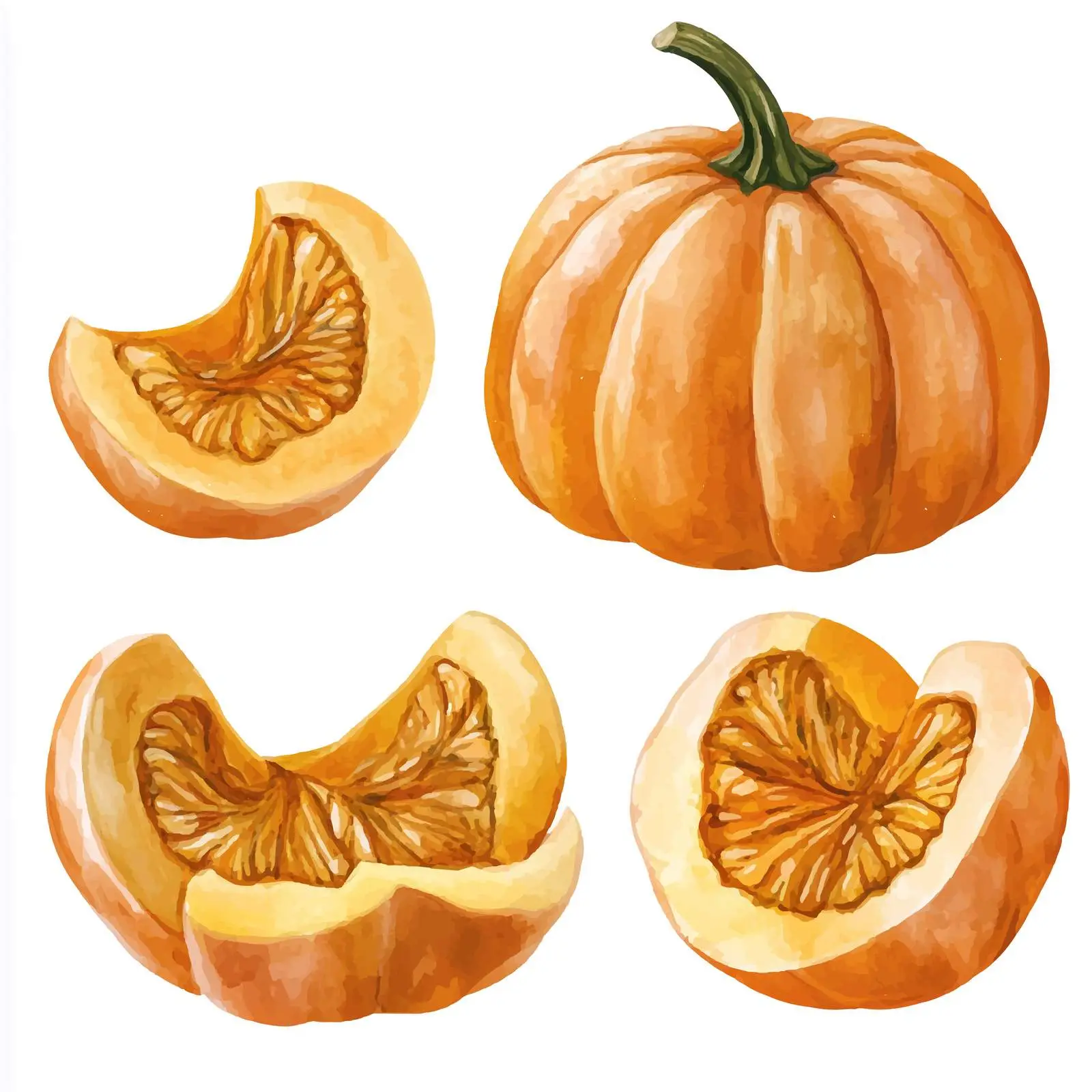 Hand Painted Watercolor Pumpkin Pieces on White — free download from Dotvec