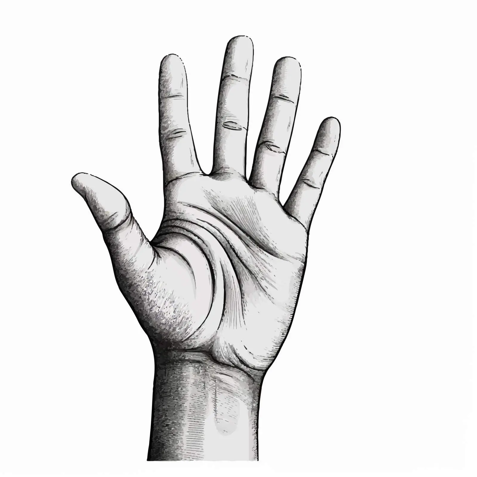 Hand Vector Illustration on White Background — free download from Dotvec