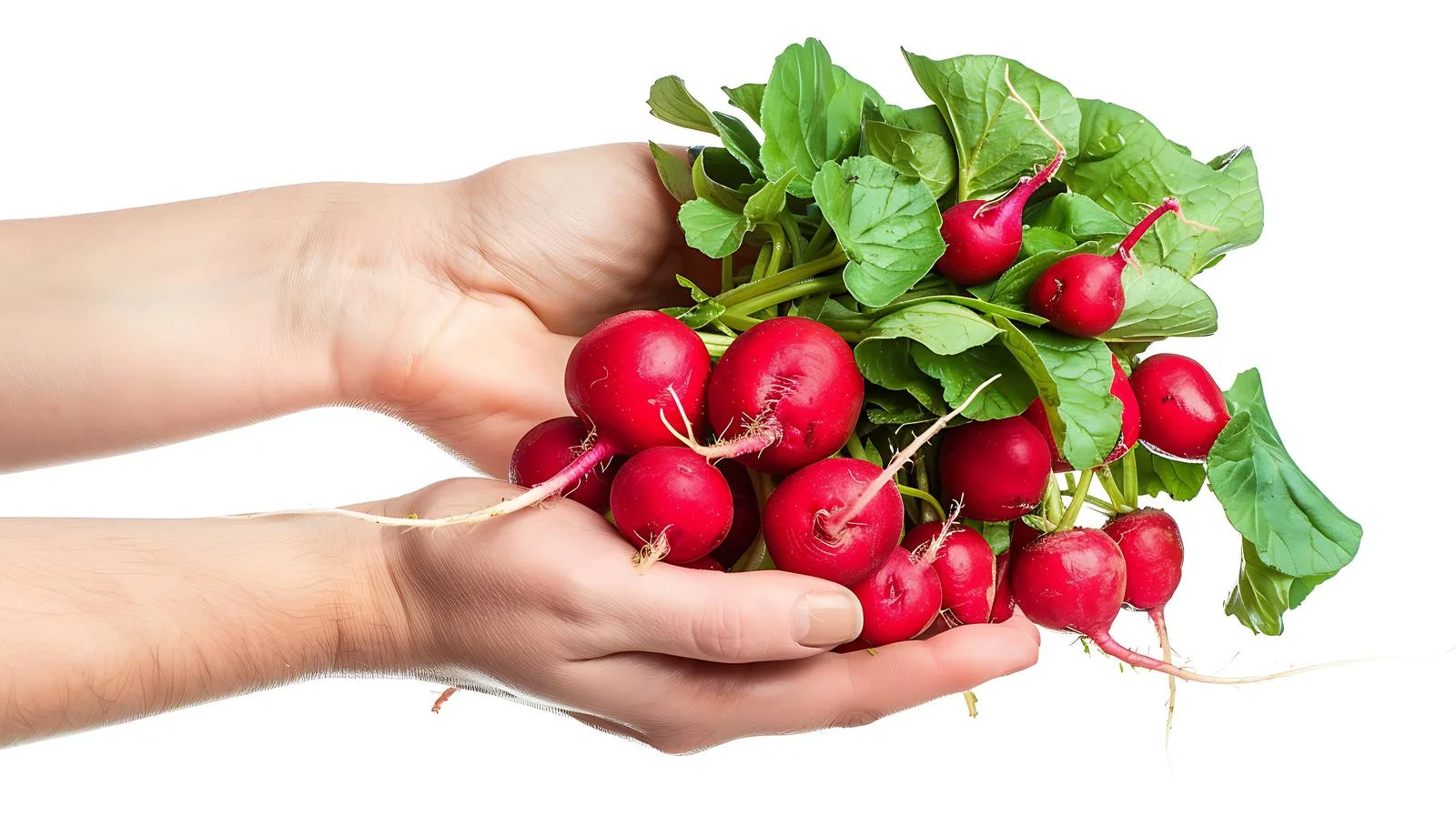 Harvesting Fresh Radishes — free download from Dotvec