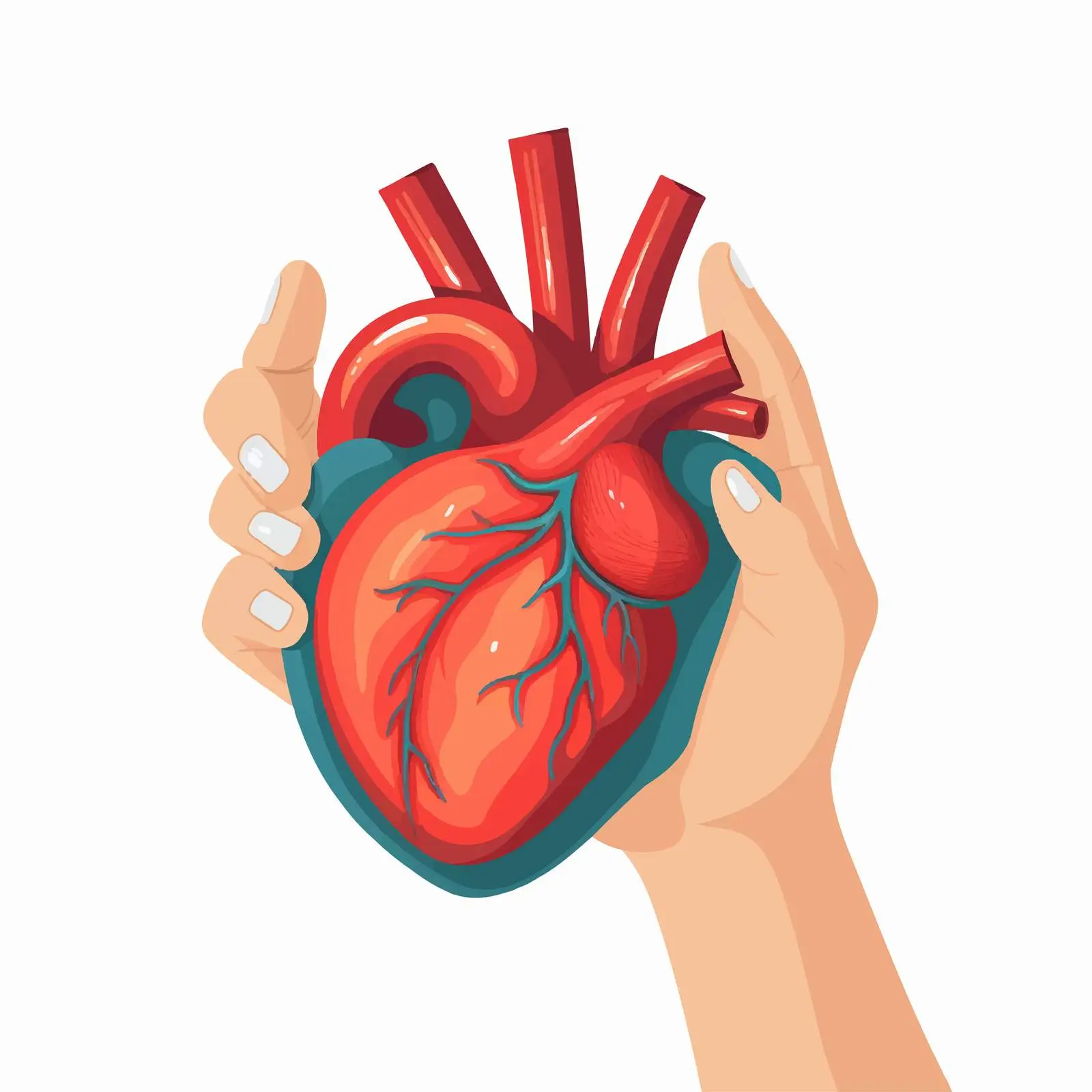 Hands Holding Heart Cardio Icon Vector Illustration – free blood image from Dotvec