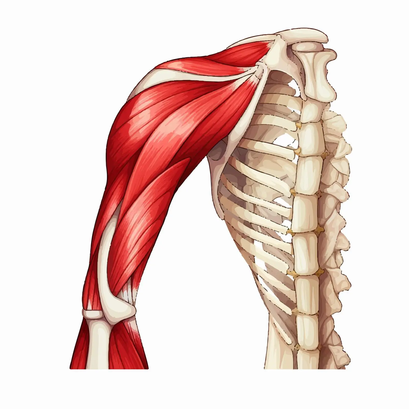 Healthy vs Arthritic Shoulder Joint Diagram – free inflammation image from Dotvec