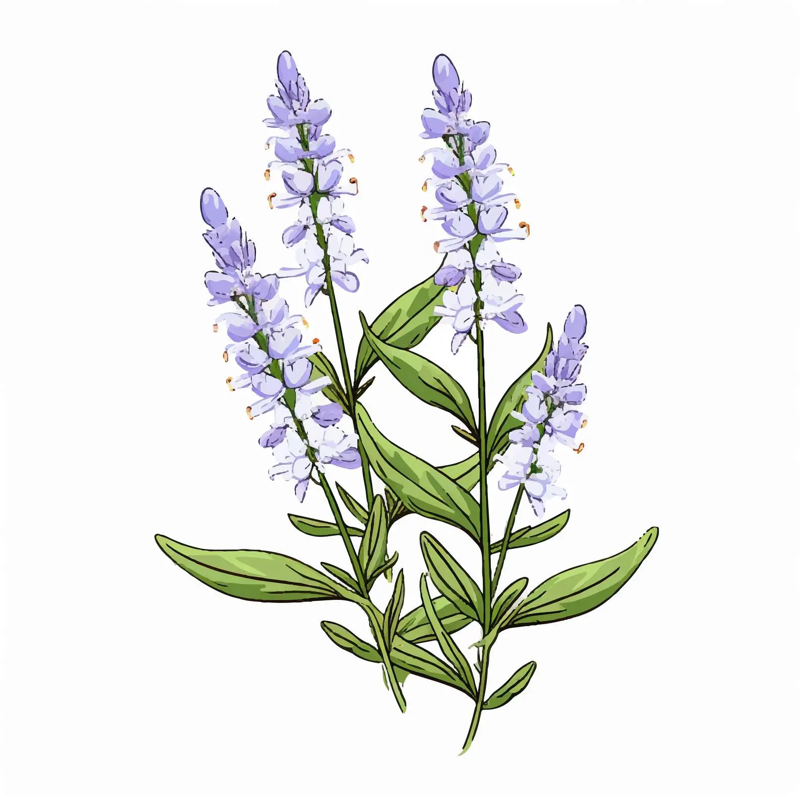 Heath Speedwell Botanical Drawing of Veronica Officinalis – free botanical graphics image from Dotvec