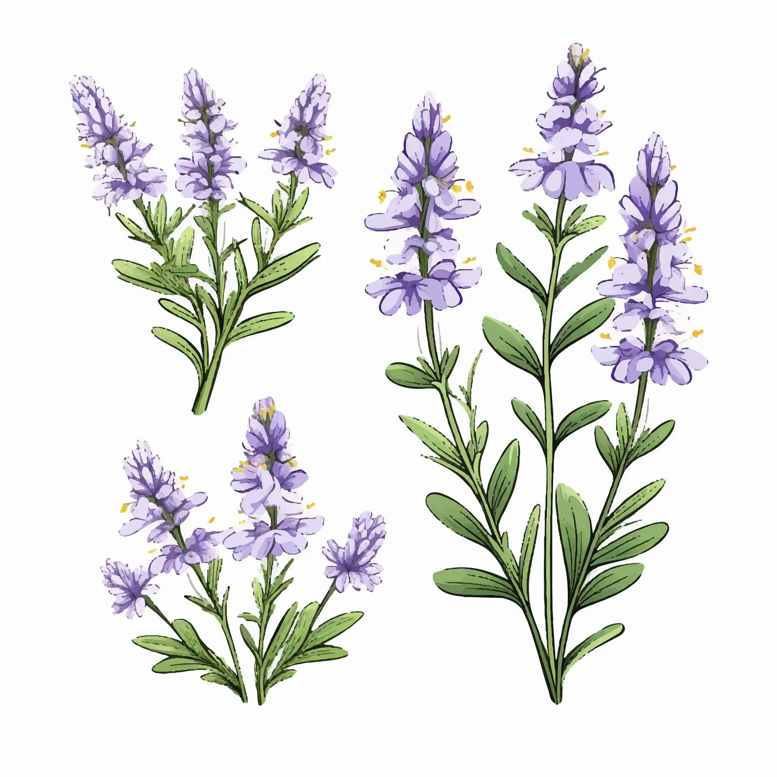 Heath Speedwell Flower Botanical Drawing — free download from Dotvec