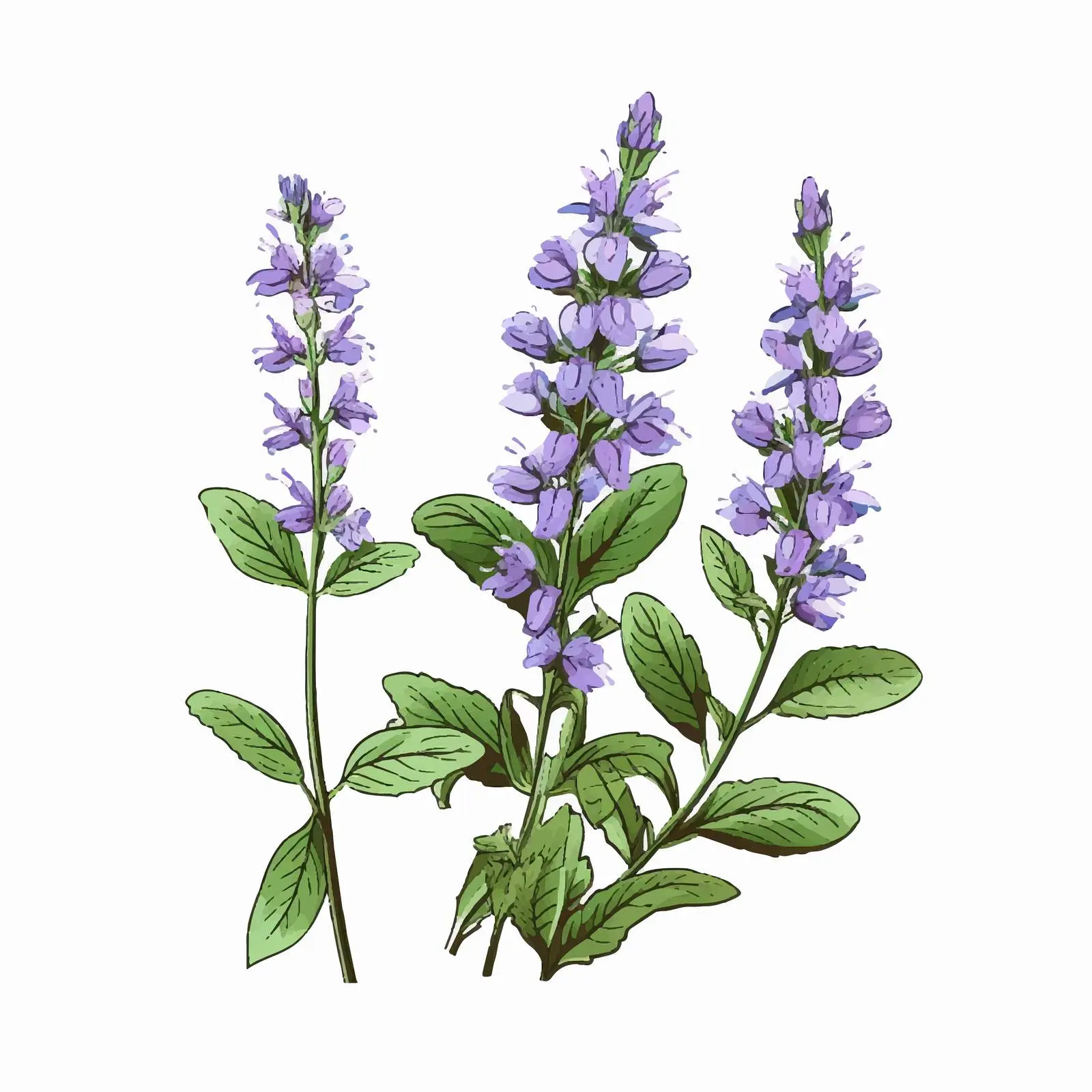 Botanical Drawing of Heath Speedwell Flower — free download from Dotvec