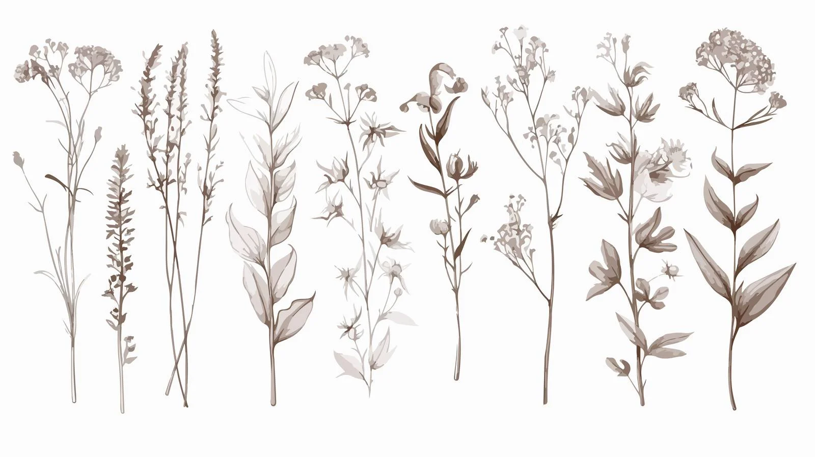 Hand-Drawn Collection of Medical Herbs Species — free download from Dotvec
