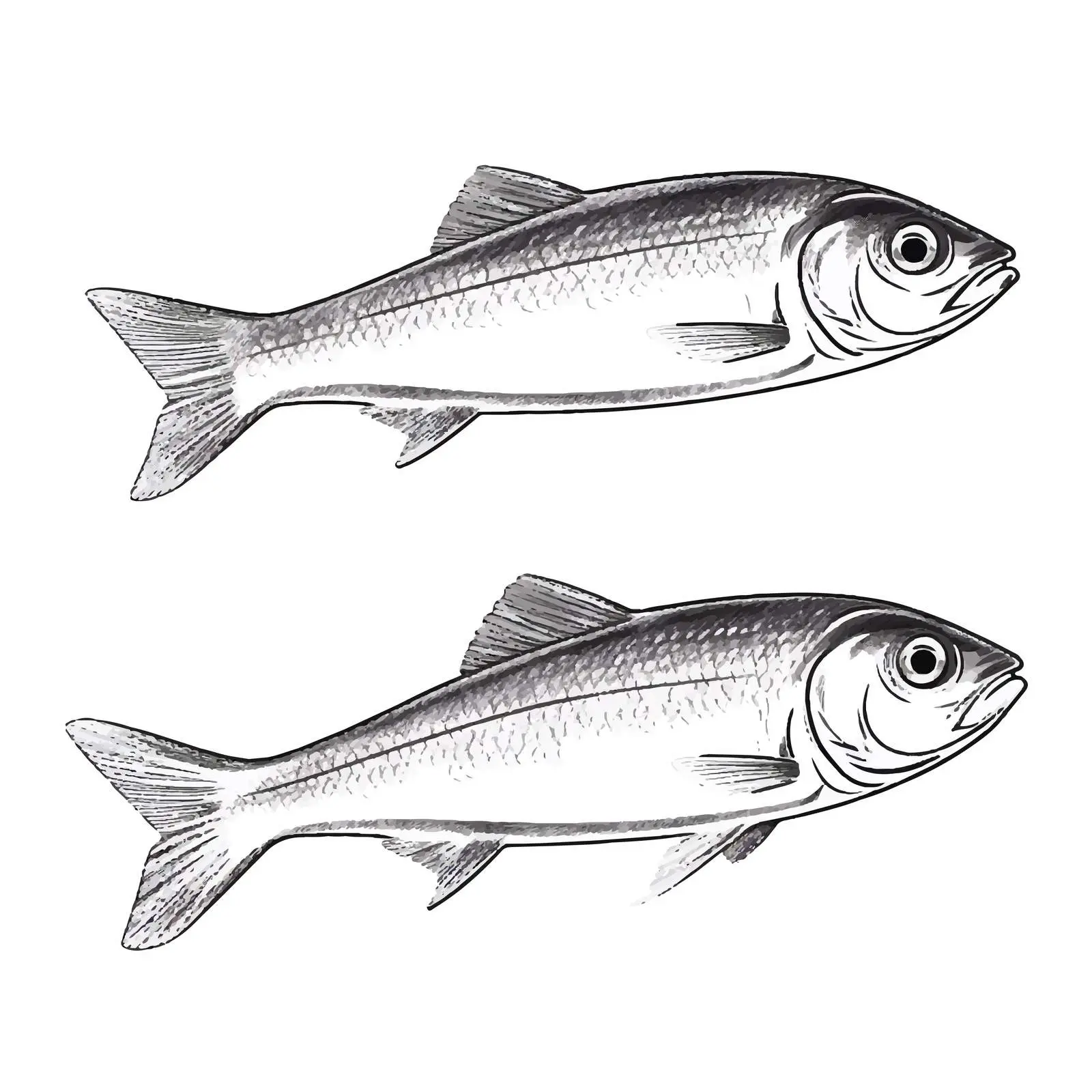 Outline of Herring Fish Vector Illustration — free download from Dotvec