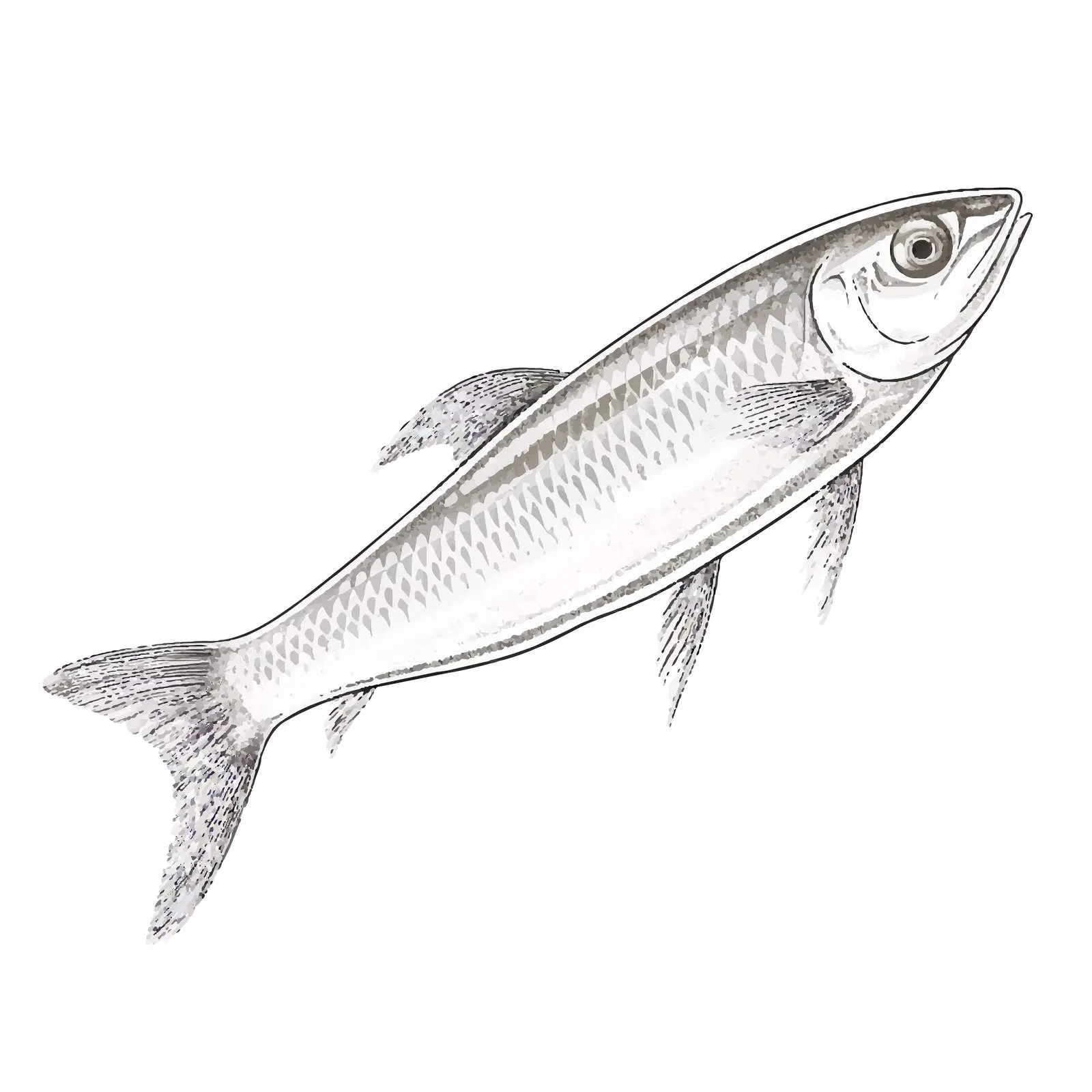 Herring Fish Vector Sketch Illustration – free herring image from Dotvec