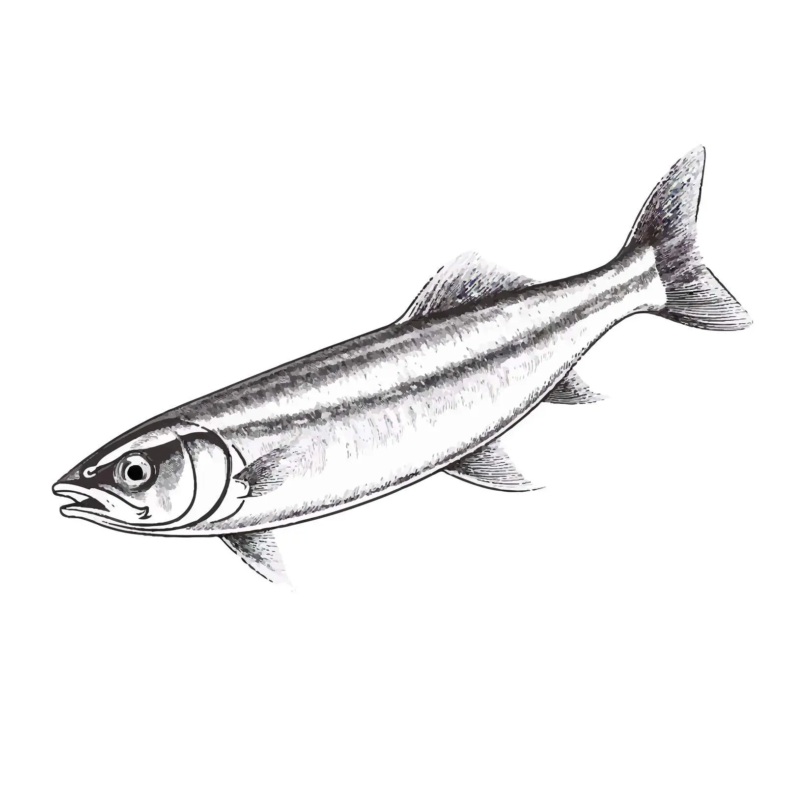 Herring Fish Sketch Vector Illustration – free herring image from Dotvec