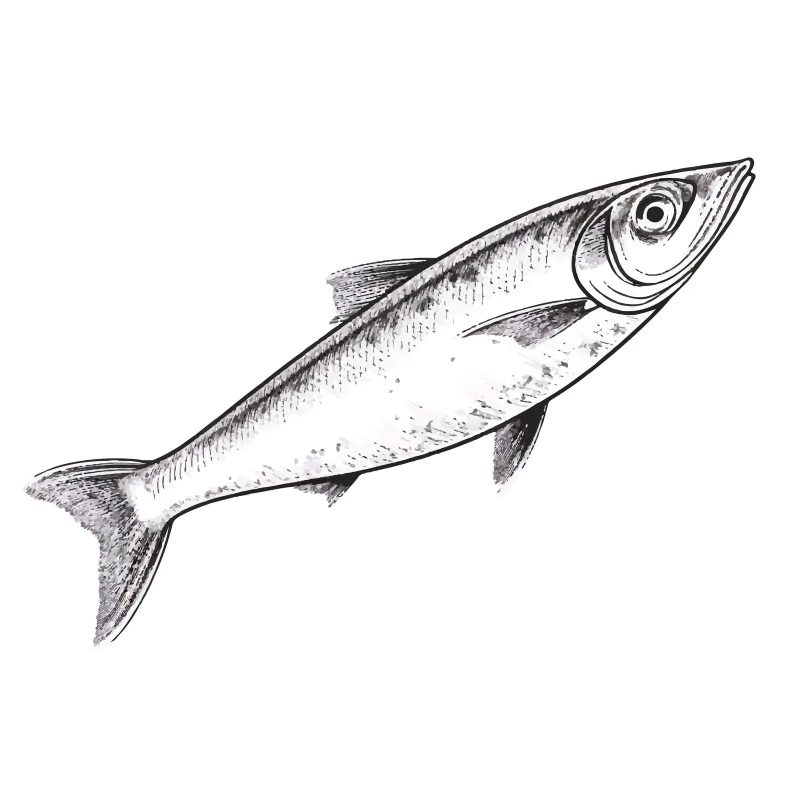 Herring Fish Vector Illustration on White Background — free download from Dotvec