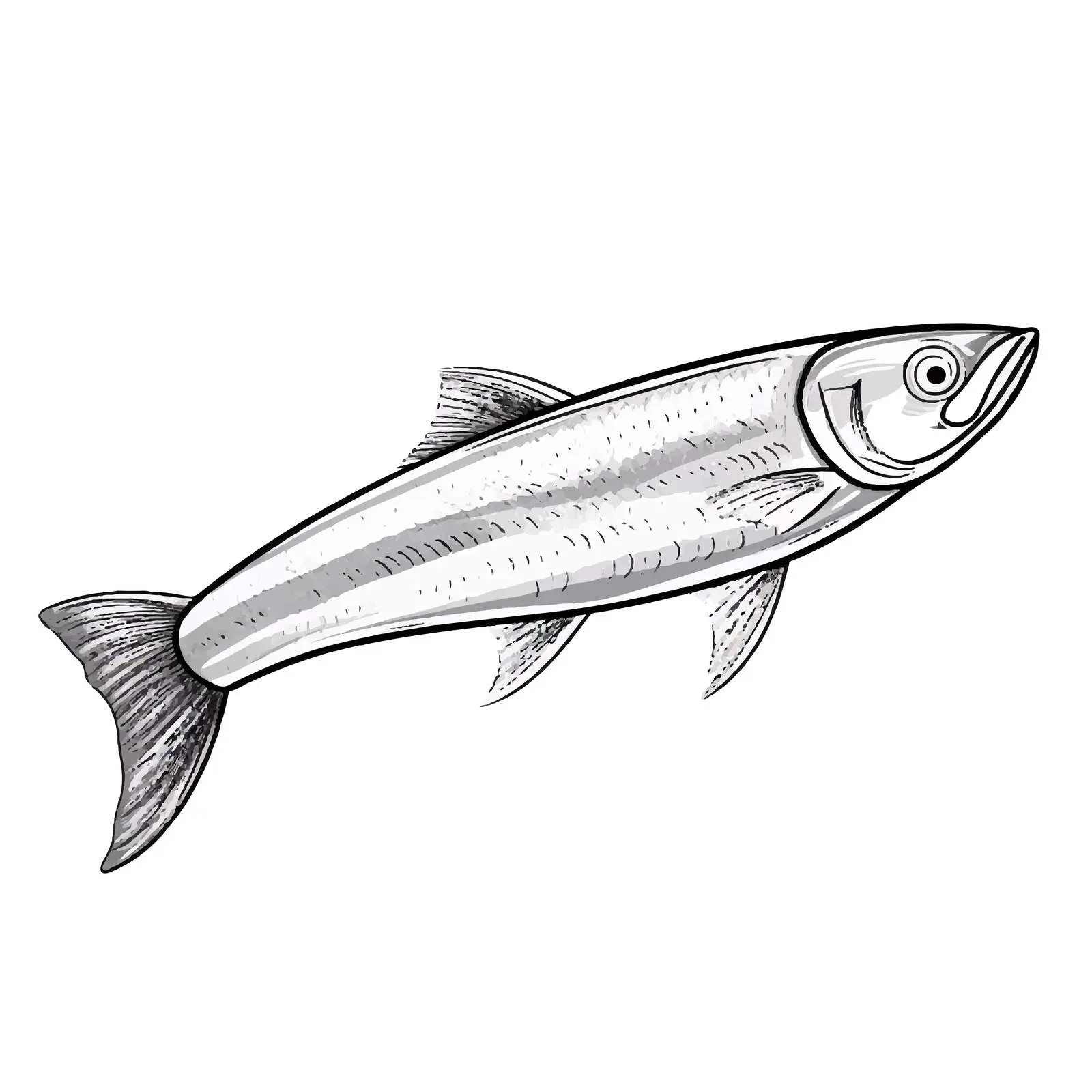 Herring Fish Sketch Vector Illustration – free herring image from Dotvec