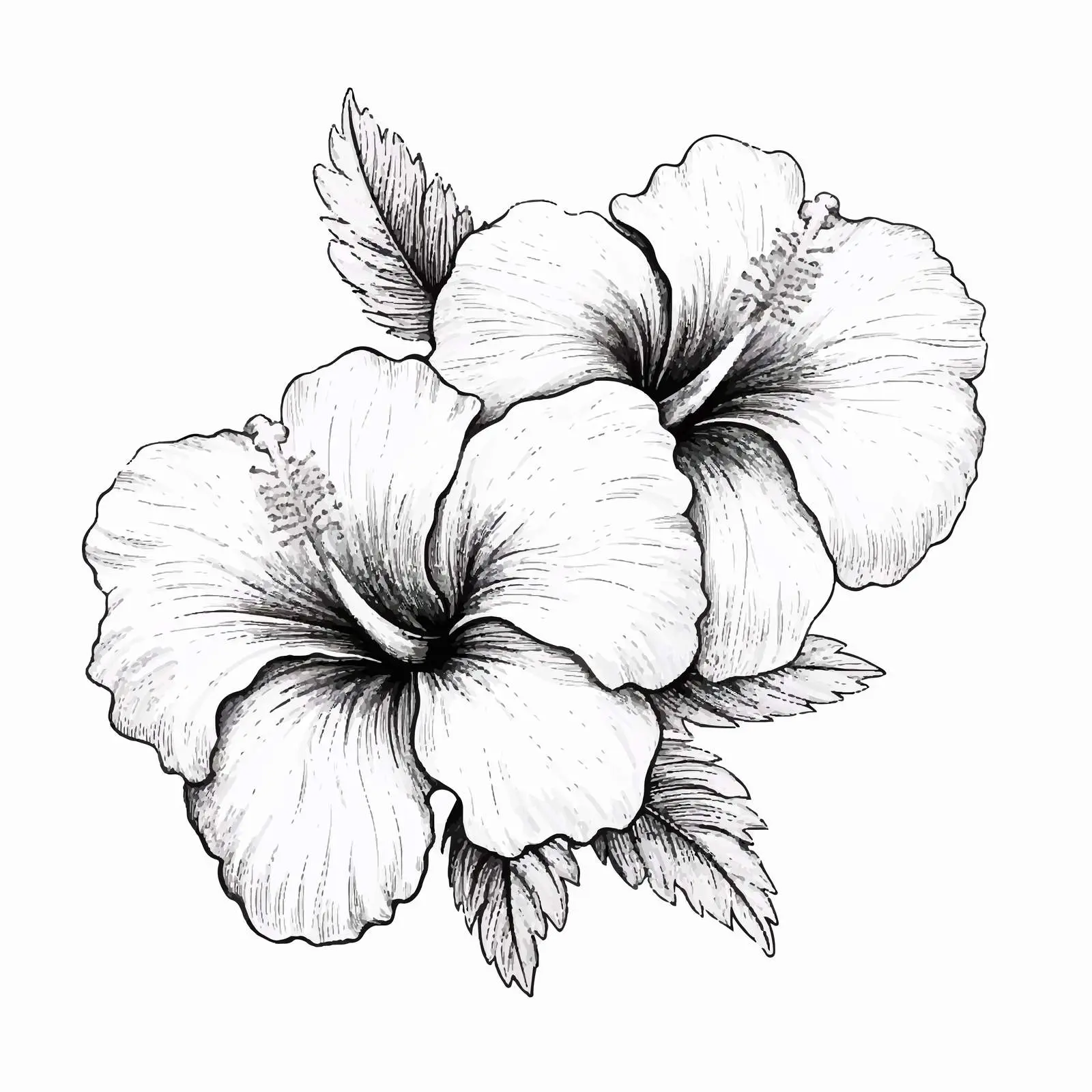 Vintage Hibiscus Flowers Botanical Illustration — free download from Dotvec
