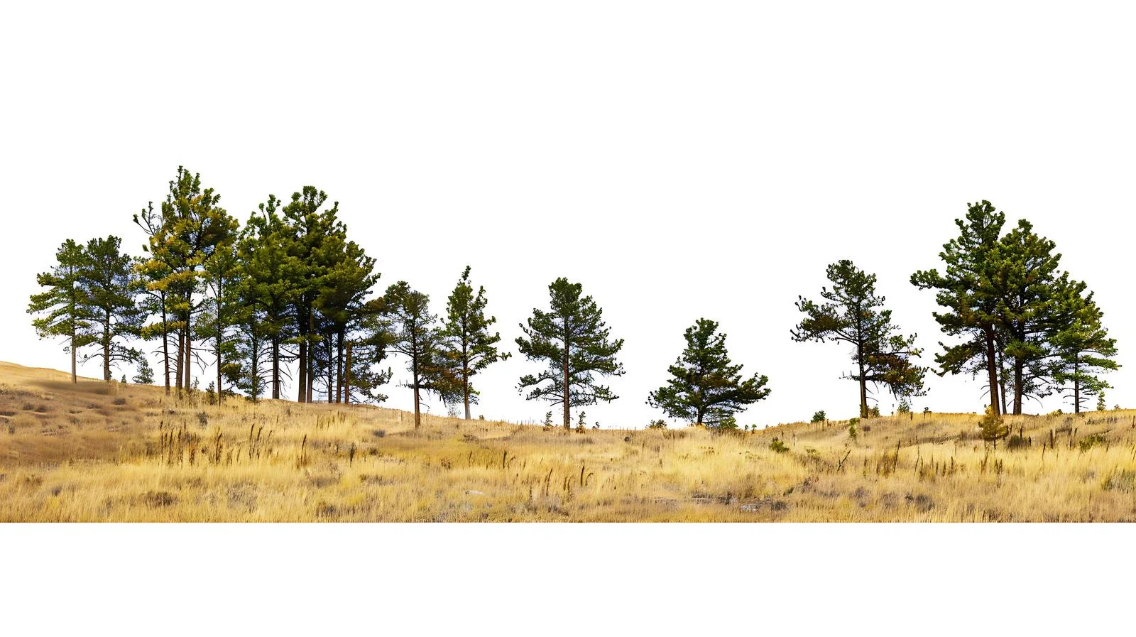 Serene Pine Trees in the Black Hills — free download from Dotvec