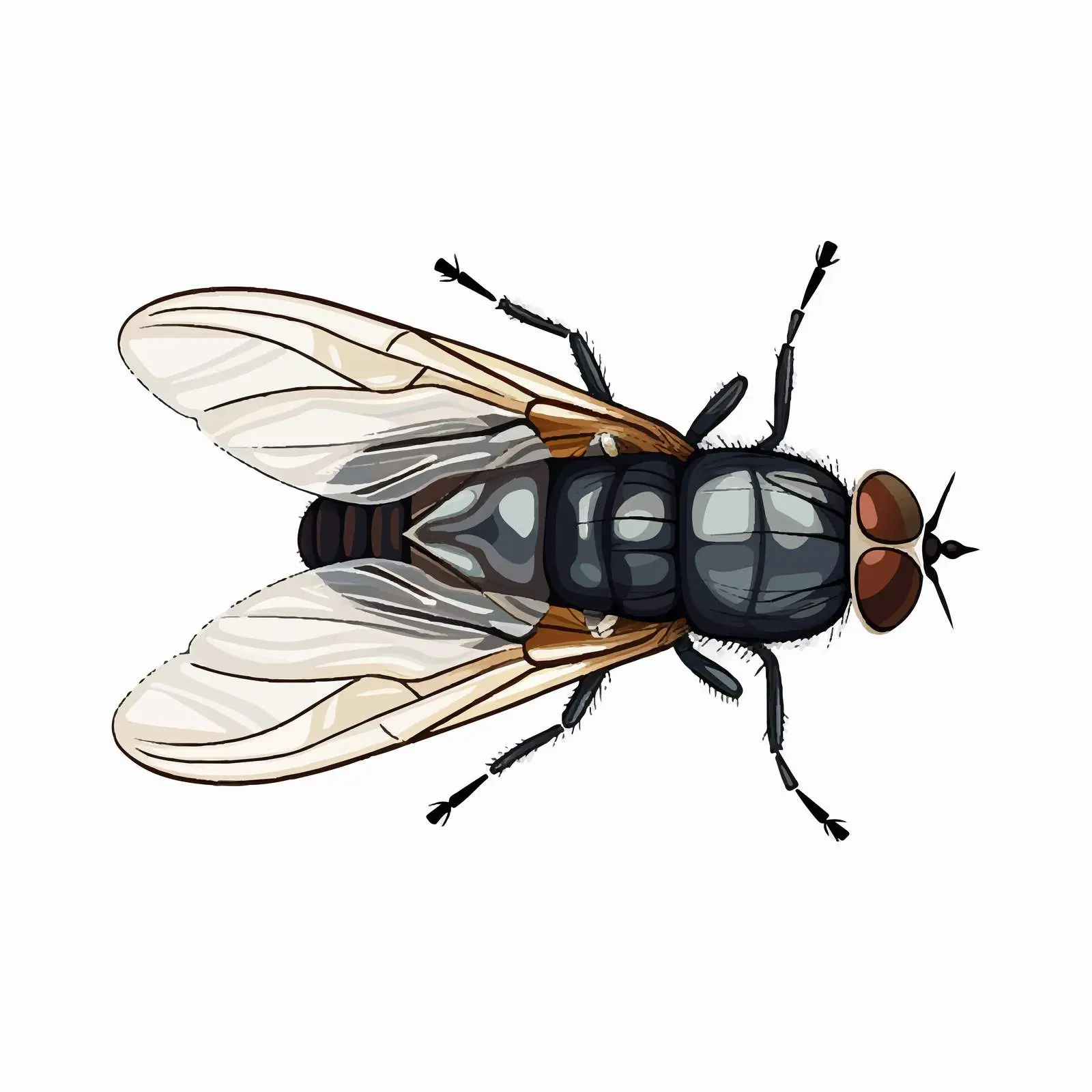 Housefly Vector Illustration Isolated on White Background — free download from Dotvec
