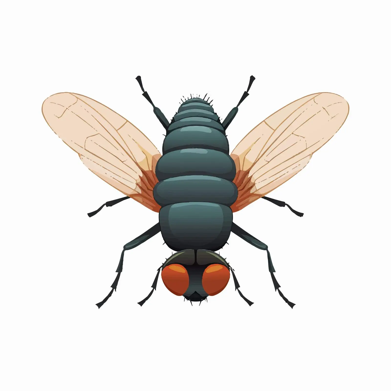 Housefly Vector Illustration on White Background — free download from Dotvec