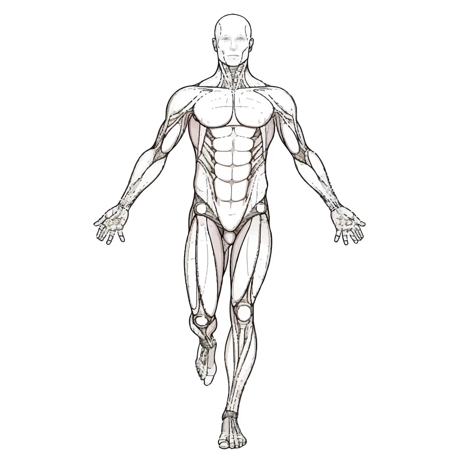 Cartoon Vector Illustration of Human Body — free download from Dotvec