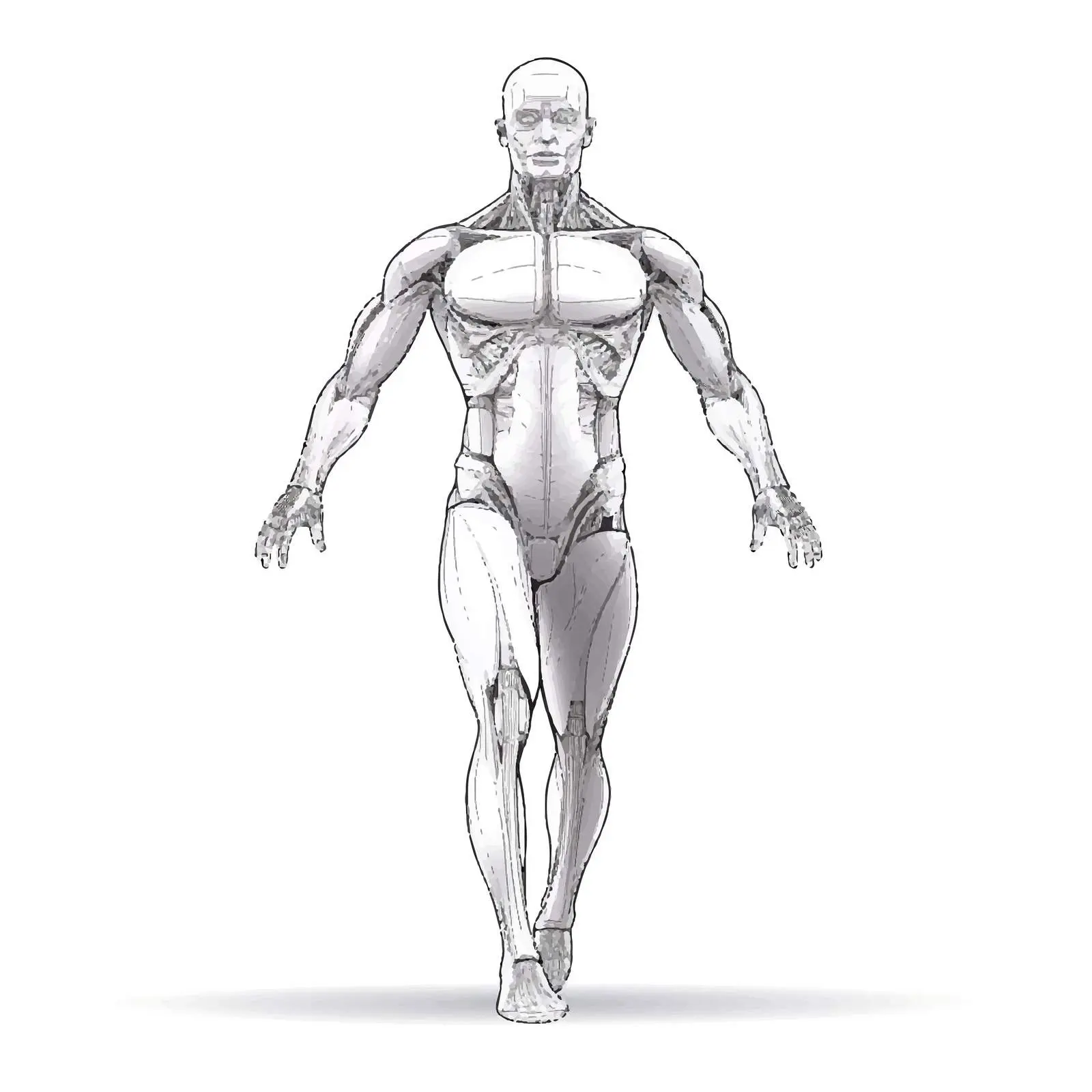 Cartoon Human Body Line Vector Illustration — free download from Dotvec