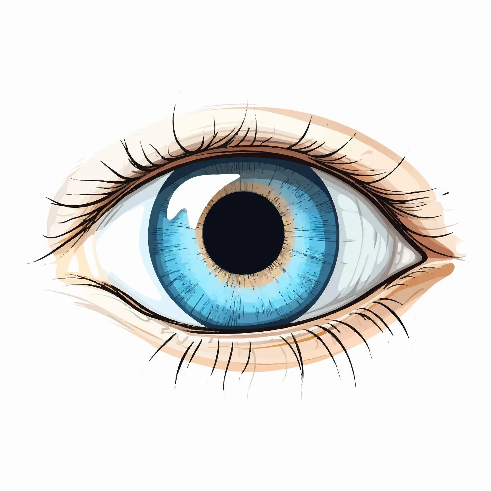 Human Eye Vector Illustration on White Background — free download from Dotvec
