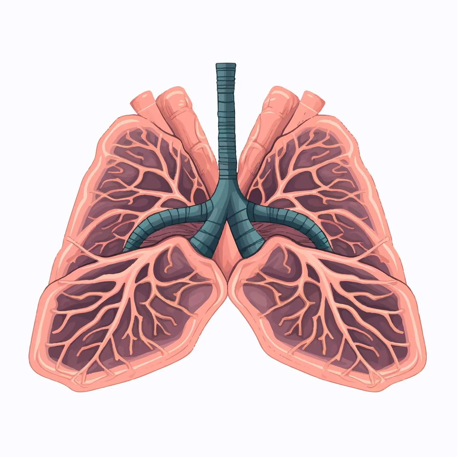 Human Internal Organ Illustration with Lungs – free medical training image from Dotvec