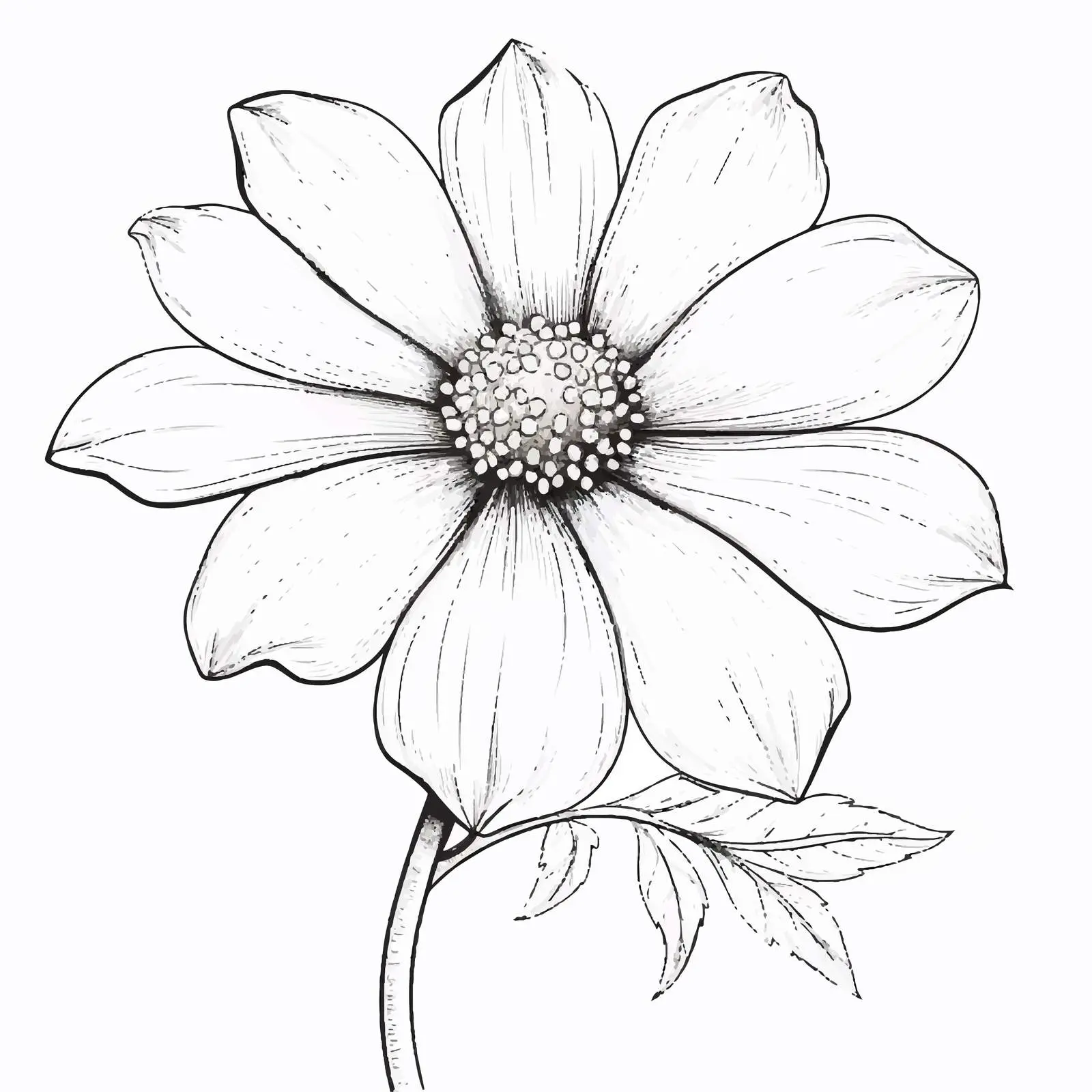 Elegant Flower Sketch on White Background — free download from Dotvec