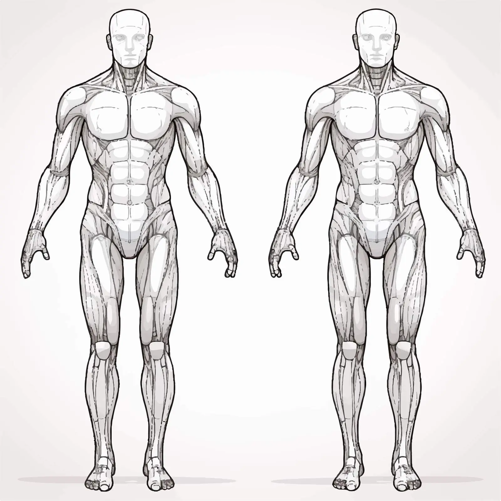 Plain Human Body Outline Vector Illustration — free download from Dotvec