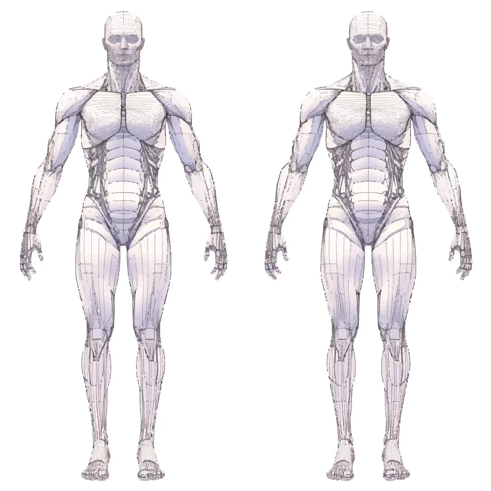 Plain Human Body Outline Vector Illustration – free medical training image from Dotvec