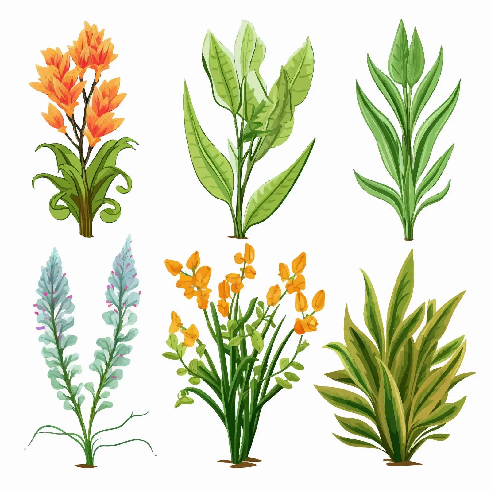 Six Non-Flowering Plants Illustration – free illustration for teaching image from Dotvec