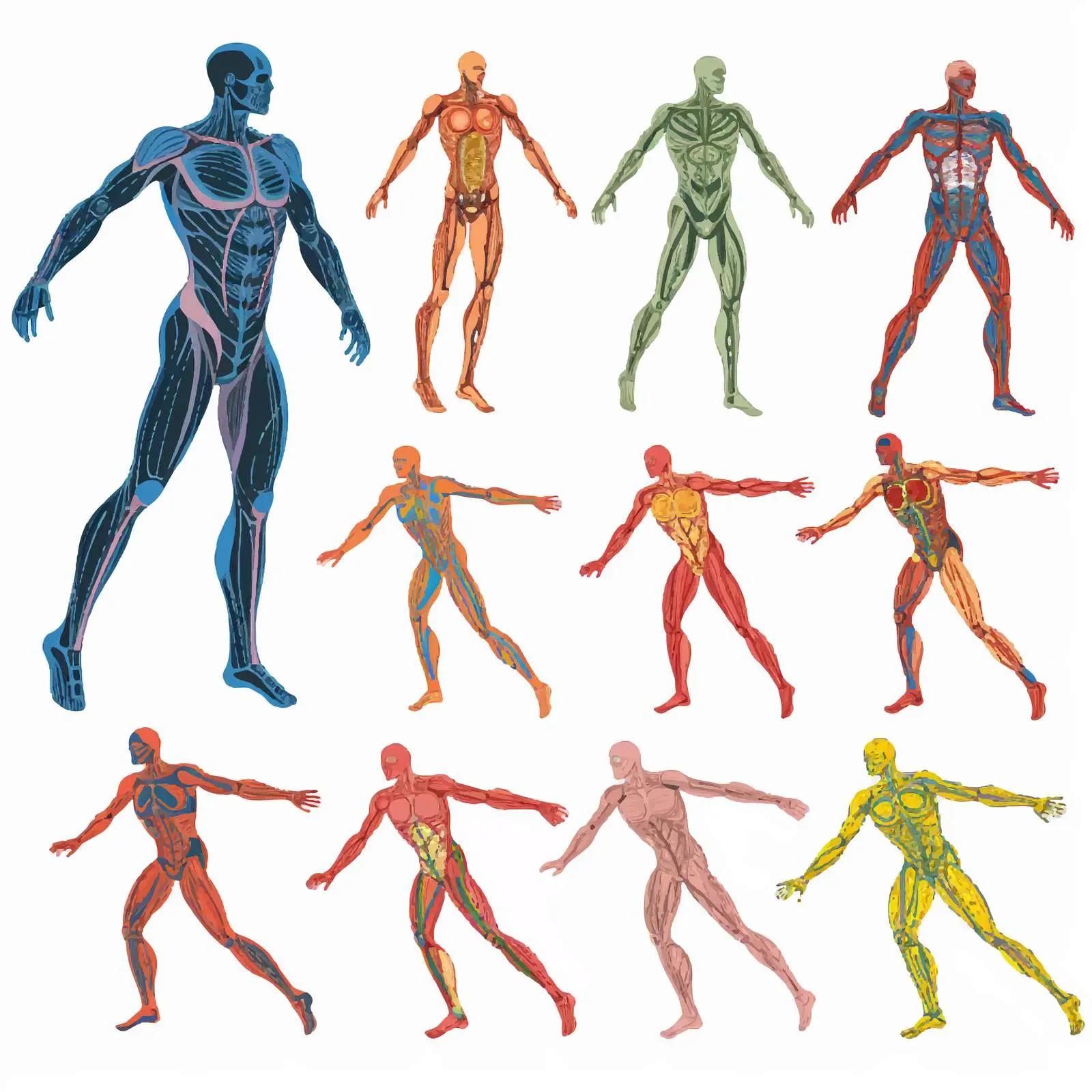 Cartoon Illustration of Human Body Systems — free download from Dotvec