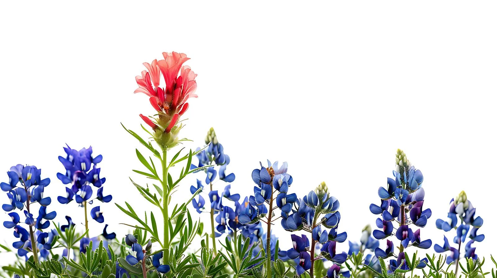 Vibrant Indian Paintbrush in Texas Bluebonnets — free download from Dotvec