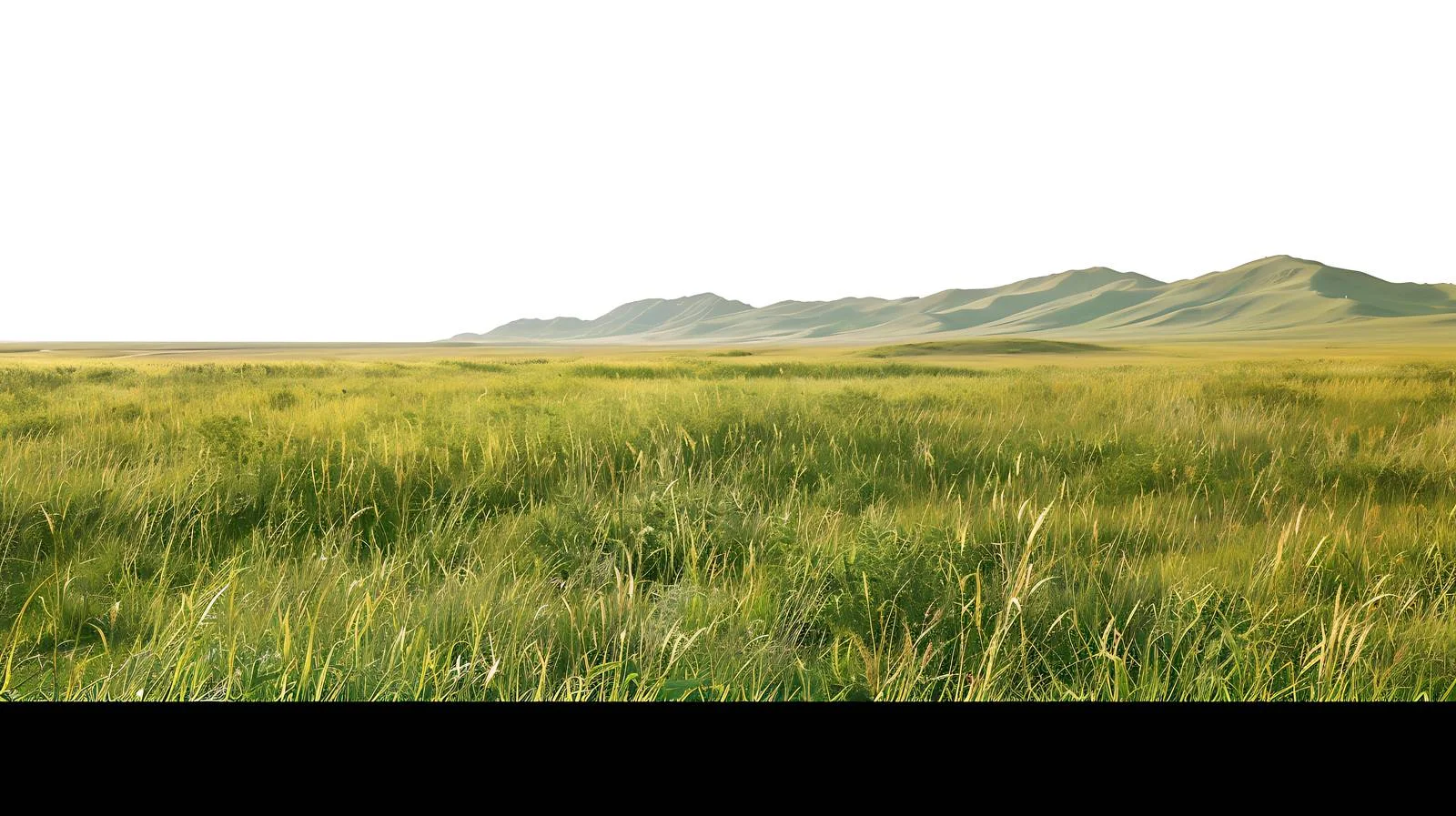 Vast Inner Mongolia Grassland on White — free download from Dotvec