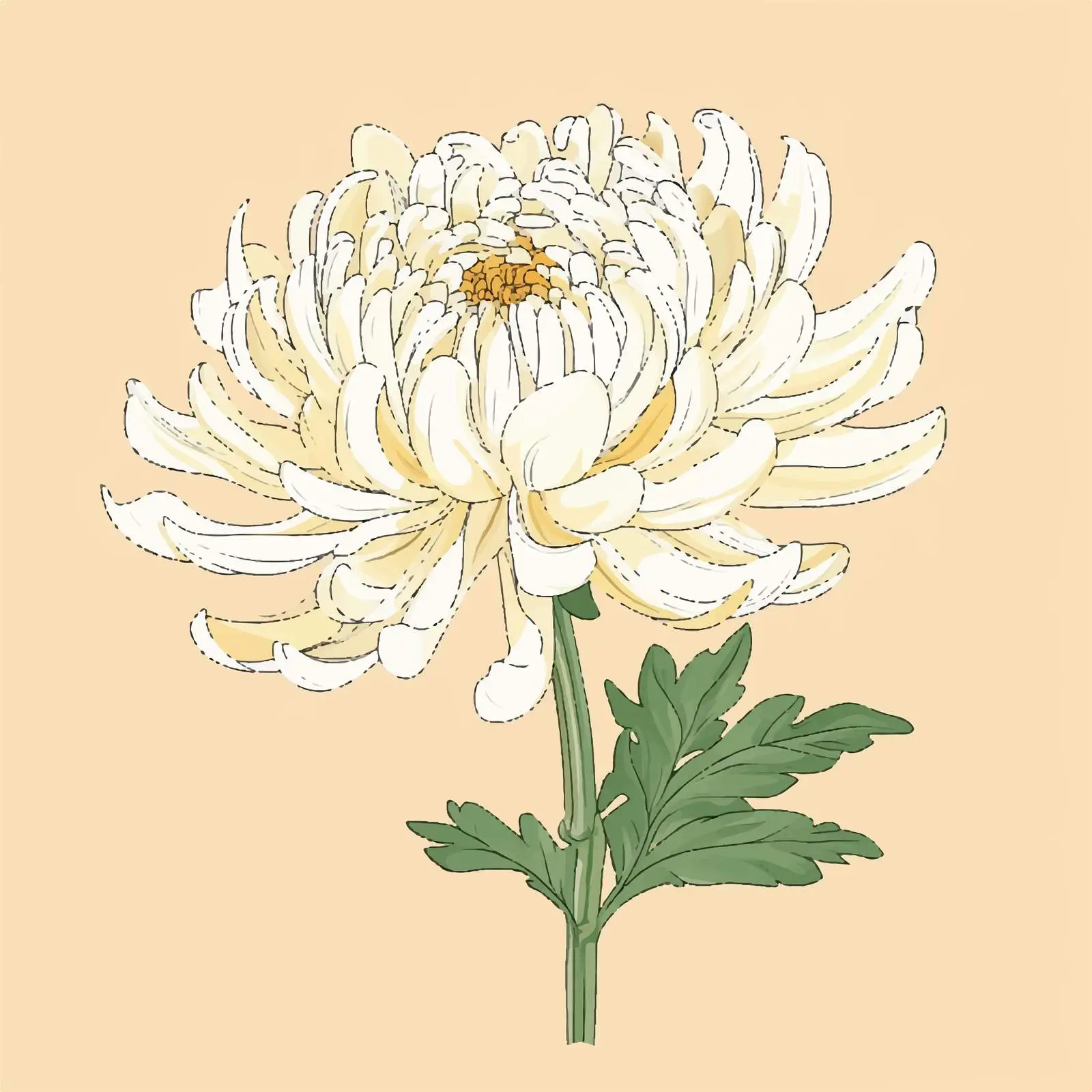 Hand-Drawn Japanese Chrysanthemum Flower Illustration – free chrysanthemum image from Dotvec