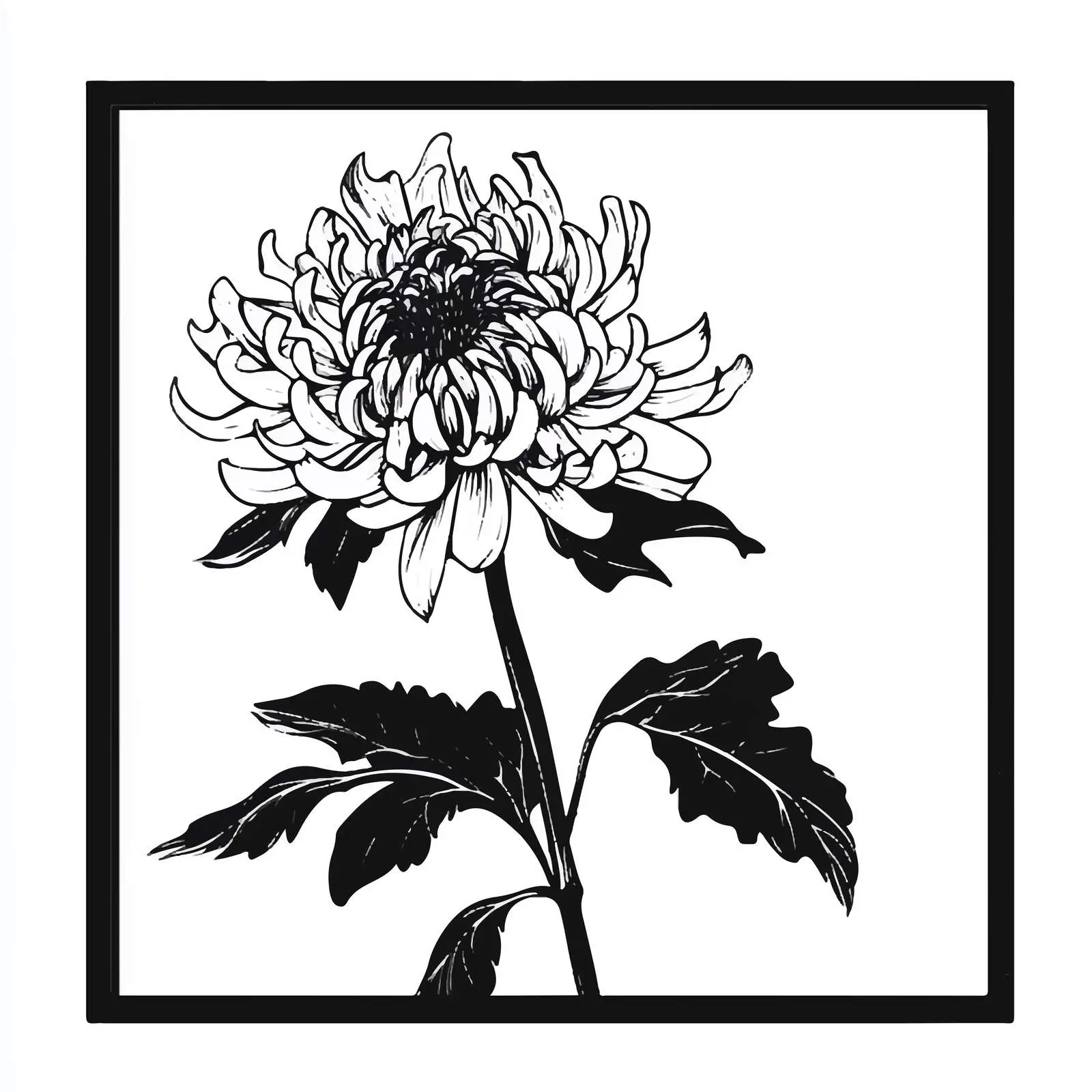 Hand-Drawn Japanese Chrysanthemum Flower Vector – free chrysanthemum image from Dotvec
