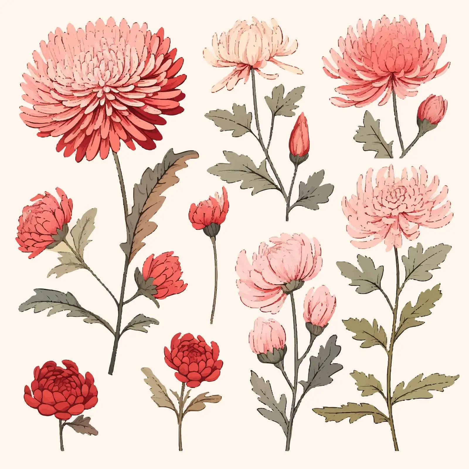 Hand-Drawn Japanese Chrysanthemum Vector Set – free chrysanthemum image from Dotvec